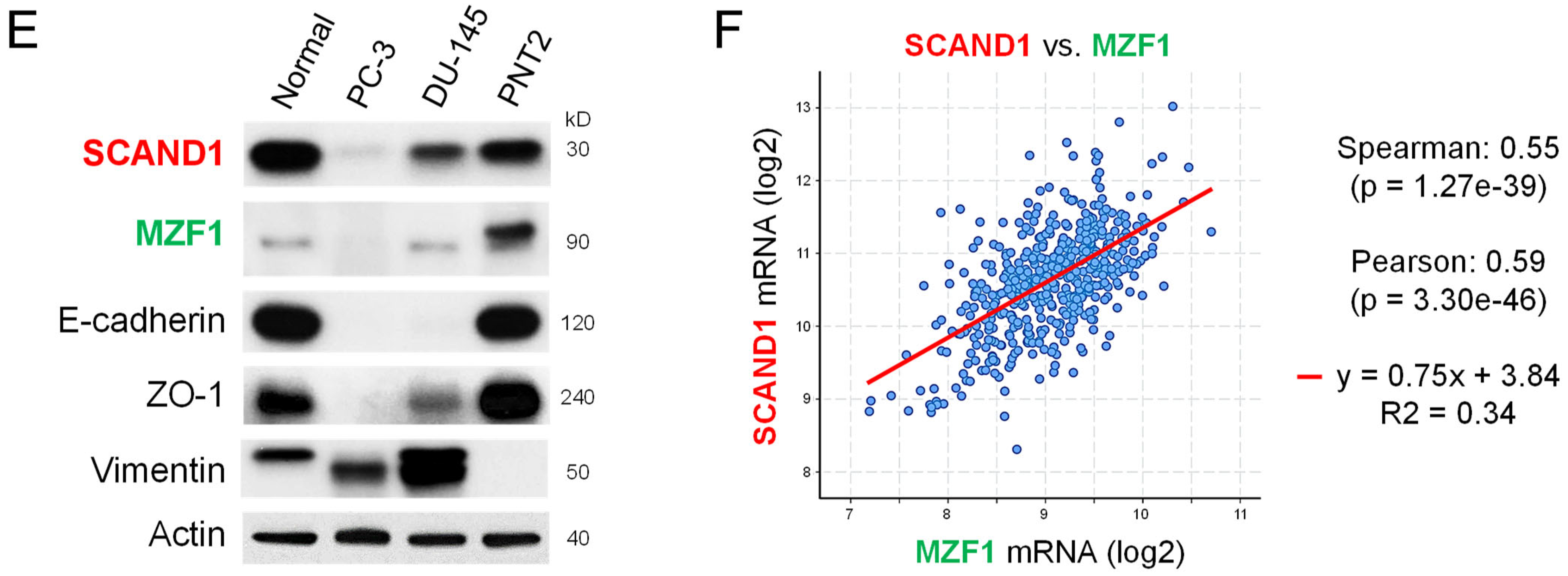 Cells 11 03993 g001b Cells 11 03993 g001b