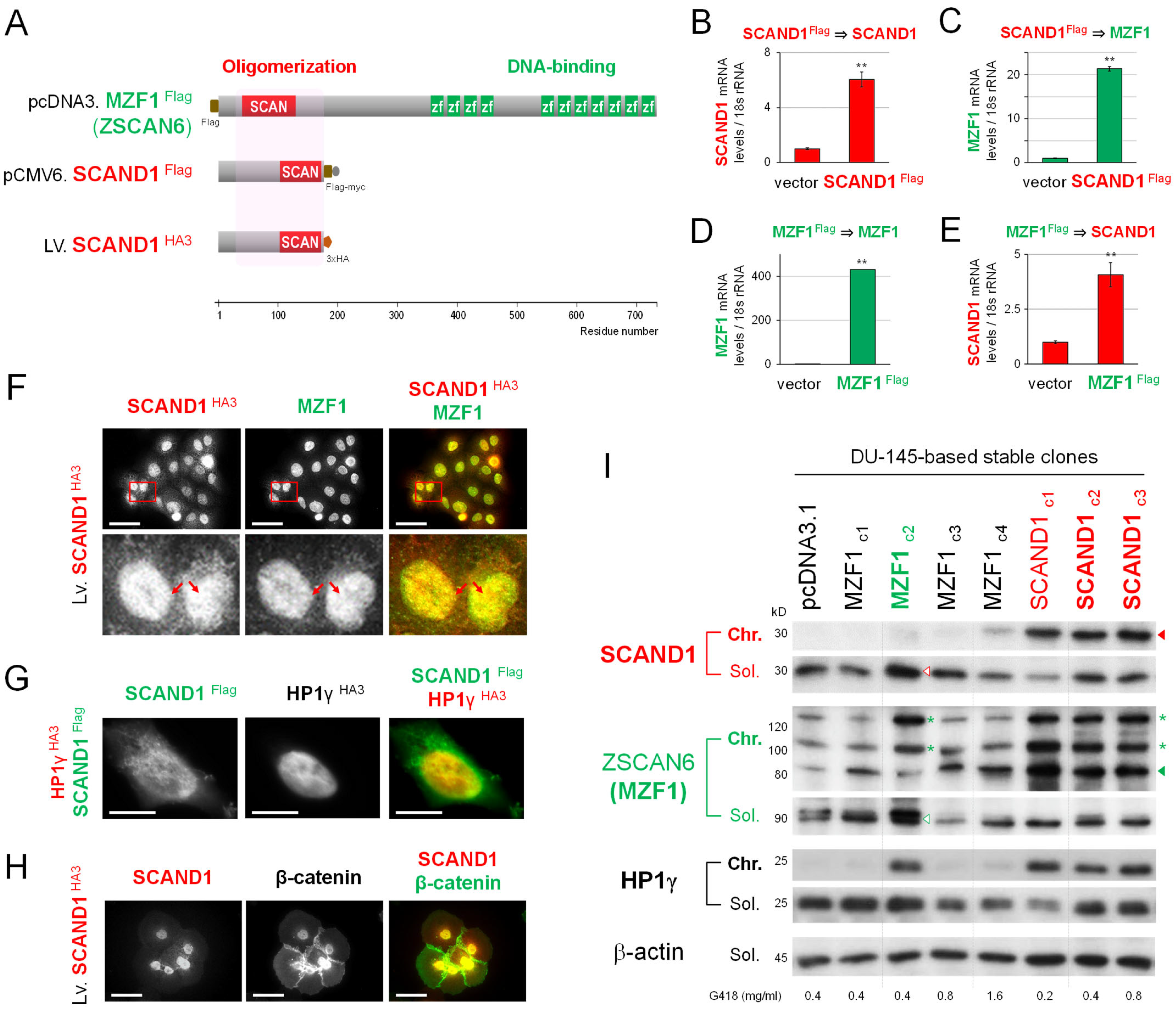 Cells 11 03993 g002a Cells 11 03993 g002a