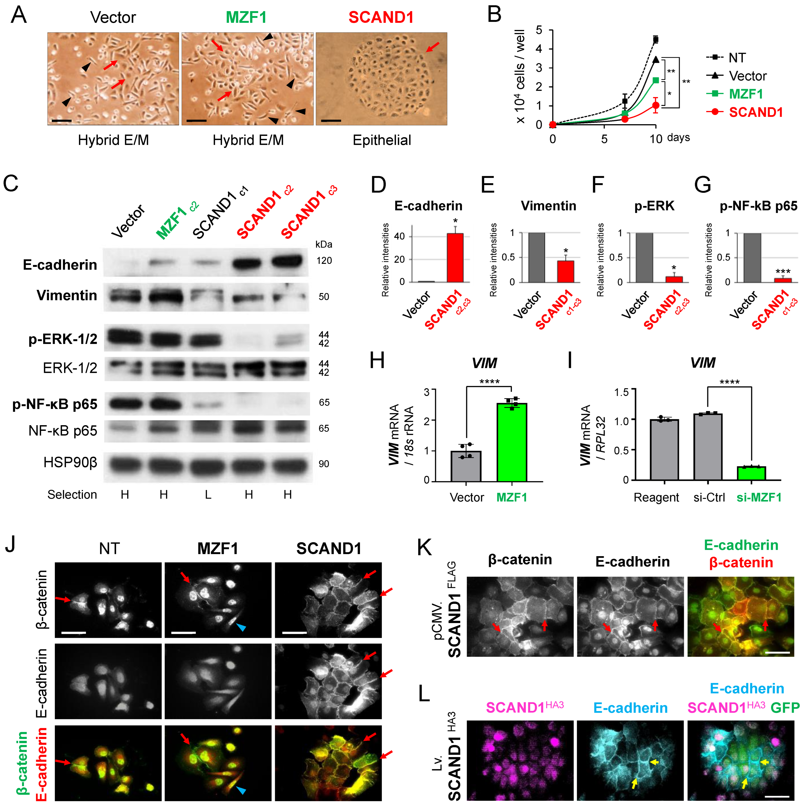 Cells 11 03993 g003 Cells 11 03993 g003