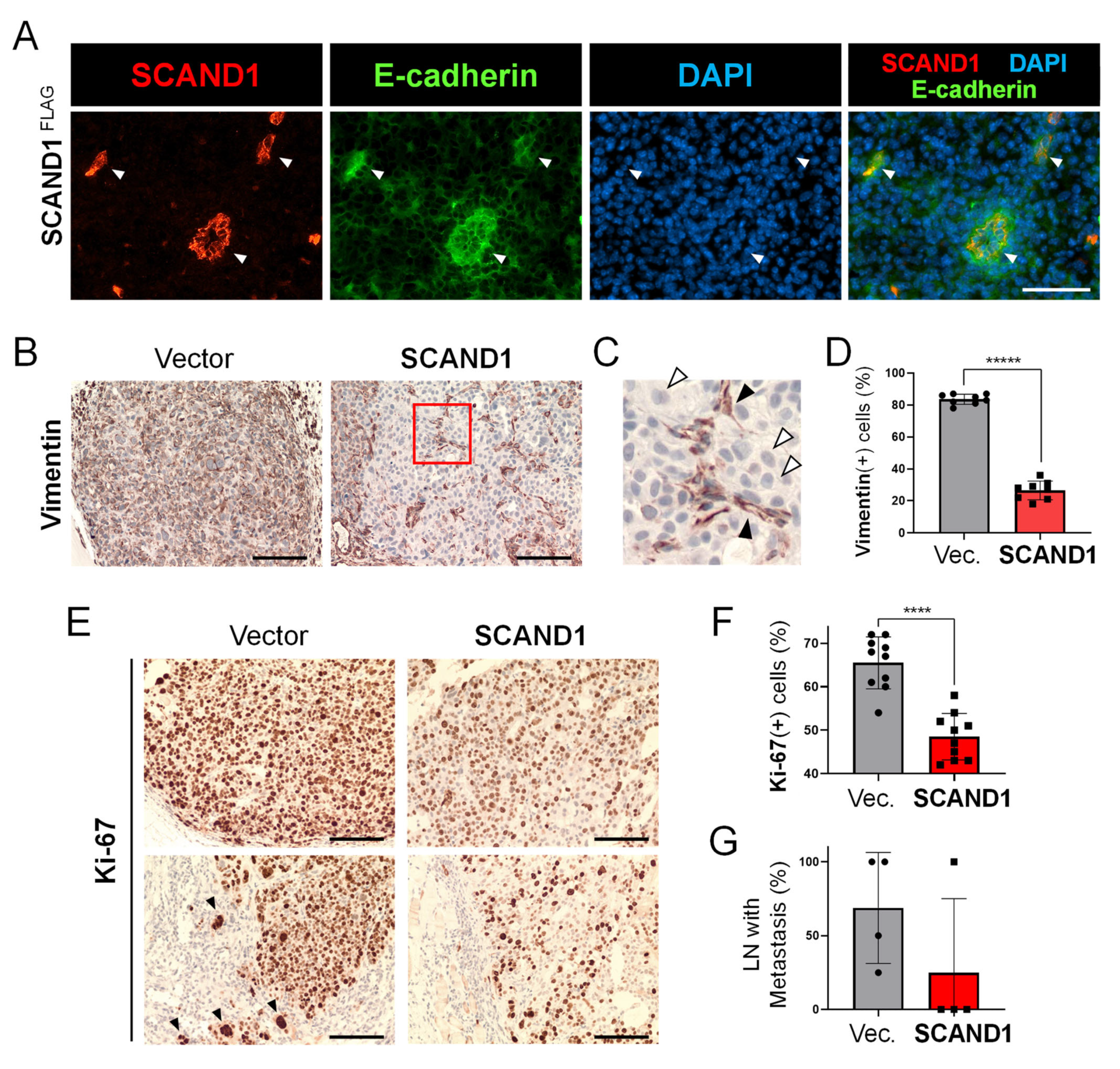 Cells 11 03993 g005 Cells 11 03993 g005