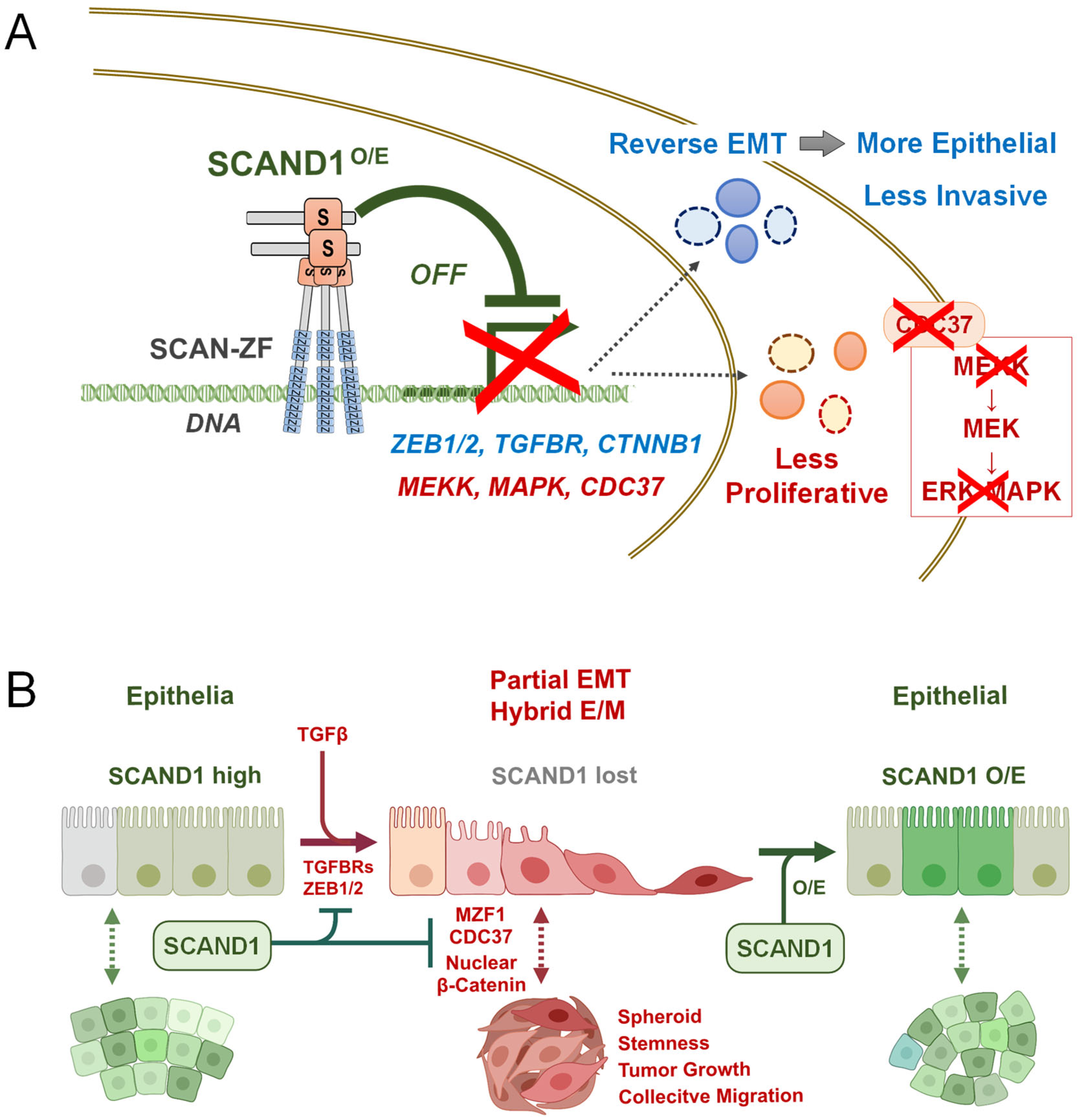 Cells 11 03993 g007 Cells 11 03993 g007