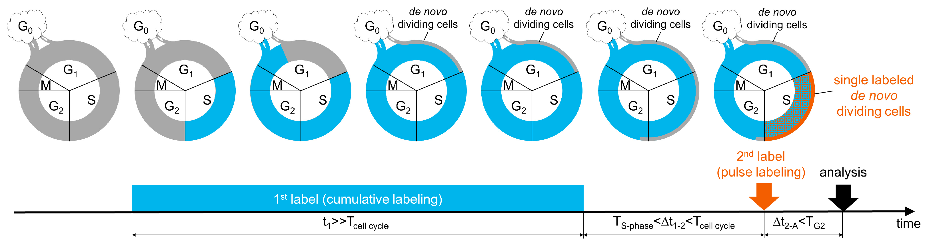 Cells 11 04001 g001 Cells 11 04001 g001