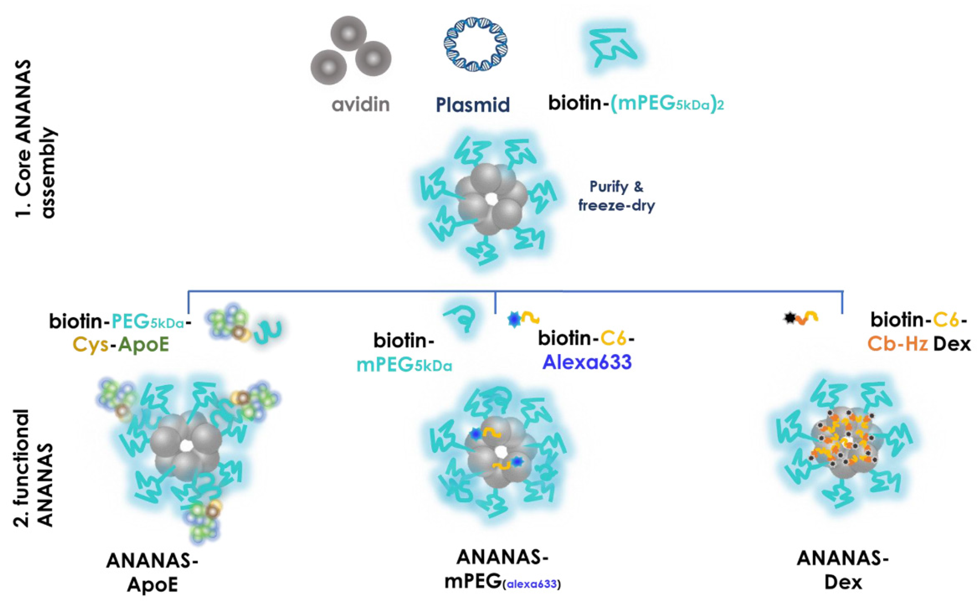 Cells 11 04003 g001 Cells 11 04003 g001
