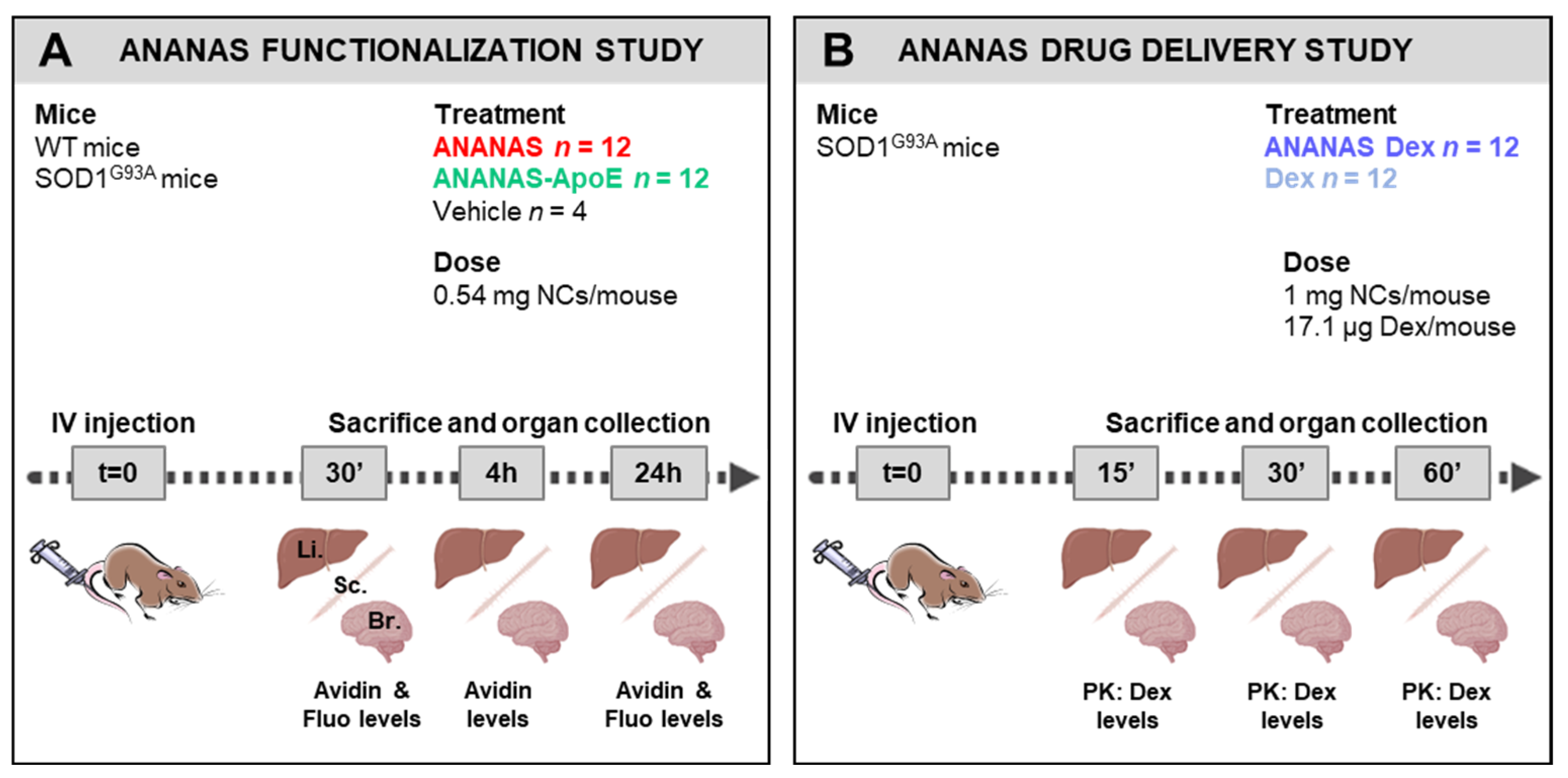 Cells 11 04003 g002 Cells 11 04003 g002