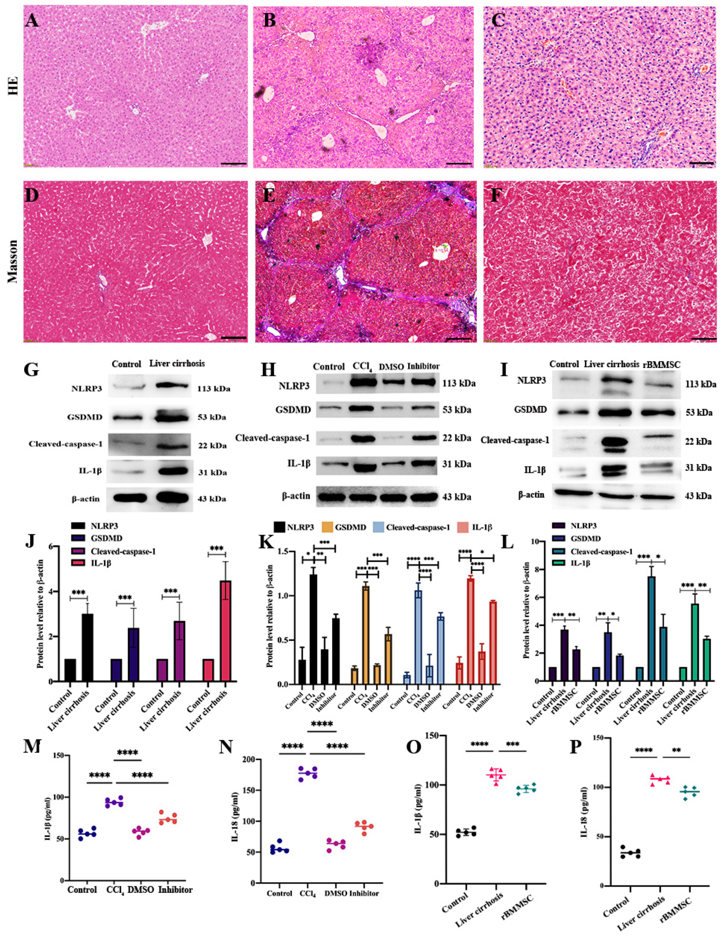 Cells 11 04004 g001 Cells 11 04004 g001