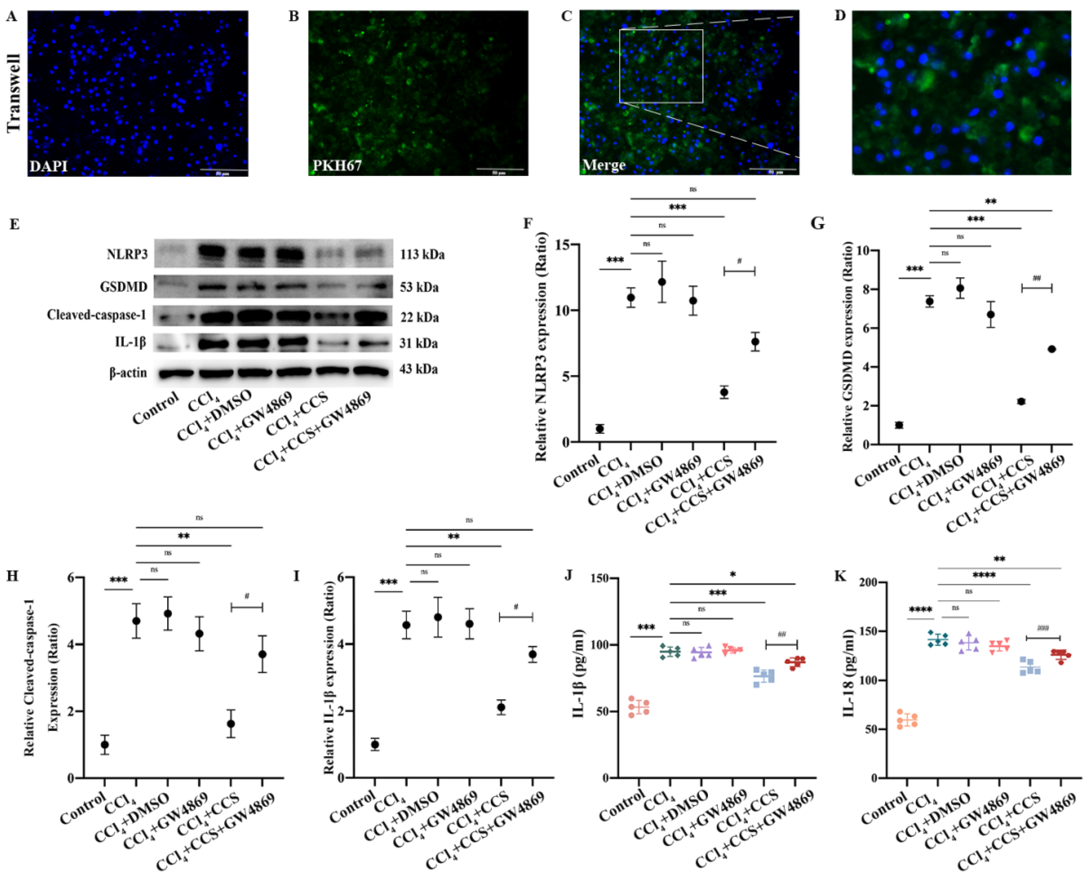 Cells 11 04004 g002 Cells 11 04004 g002