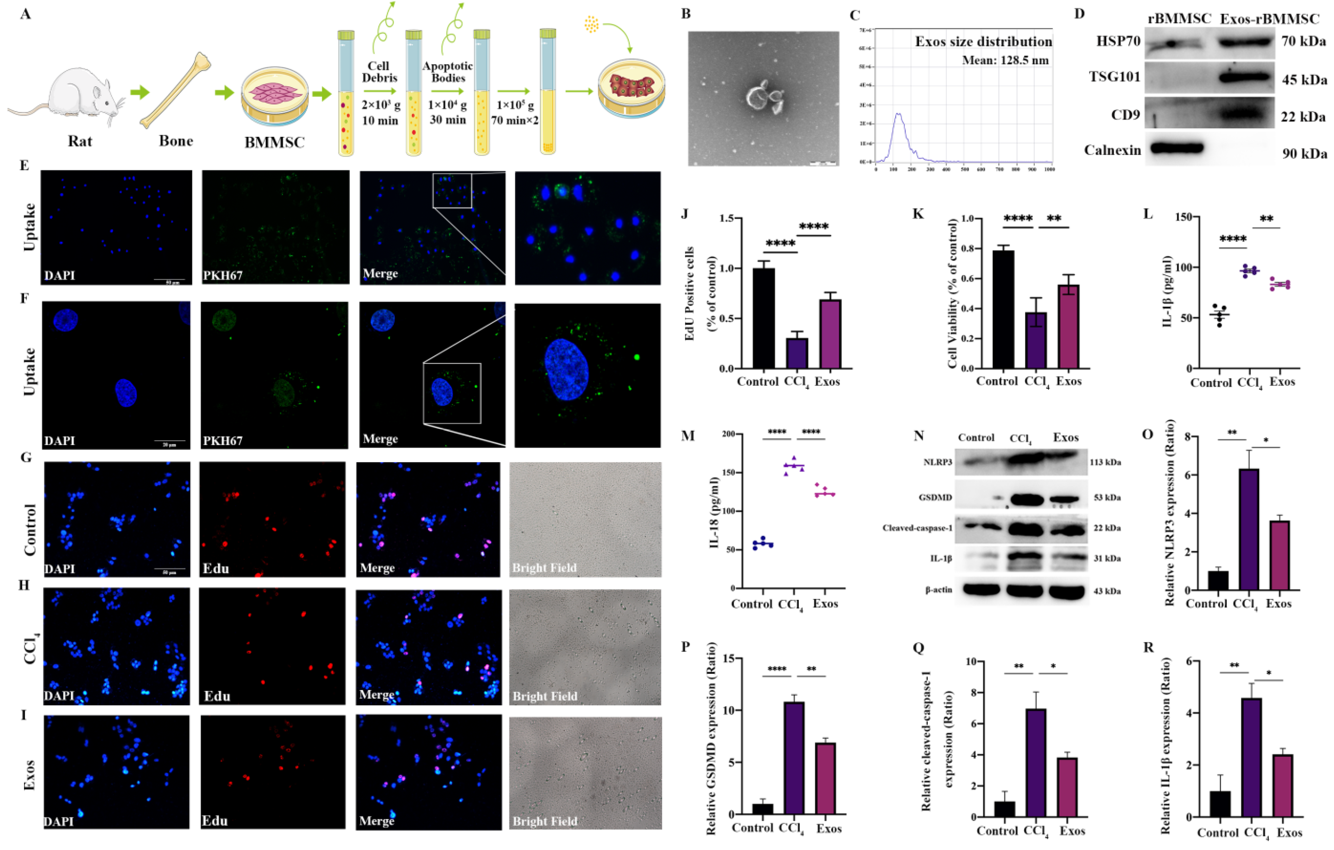 Cells 11 04004 g003 Cells 11 04004 g003