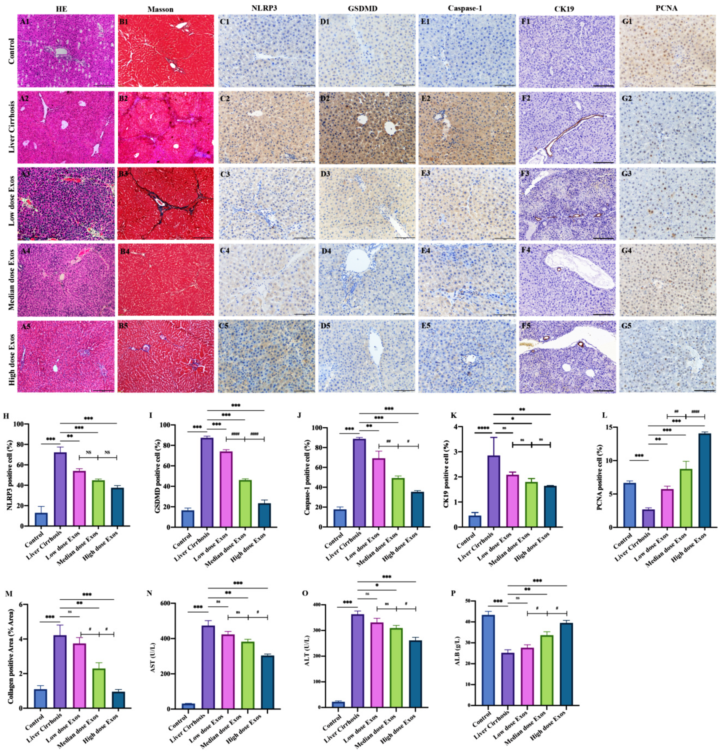 Cells 11 04004 g005 Cells 11 04004 g005