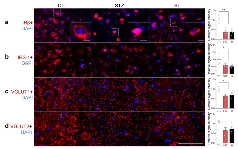 Cells 11 04012 g009 Cells 11 04012 g009