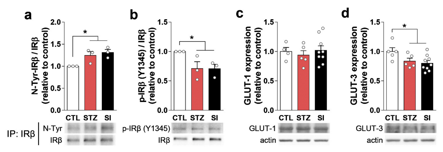 Cells 11 04012 g010 Cells 11 04012 g010
