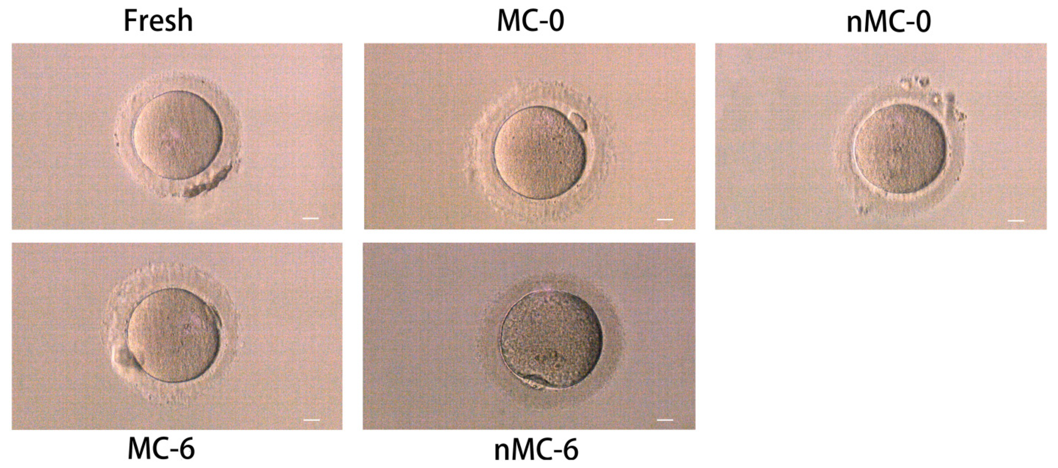 Cells 11 04018 g001 Cells 11 04018 g001