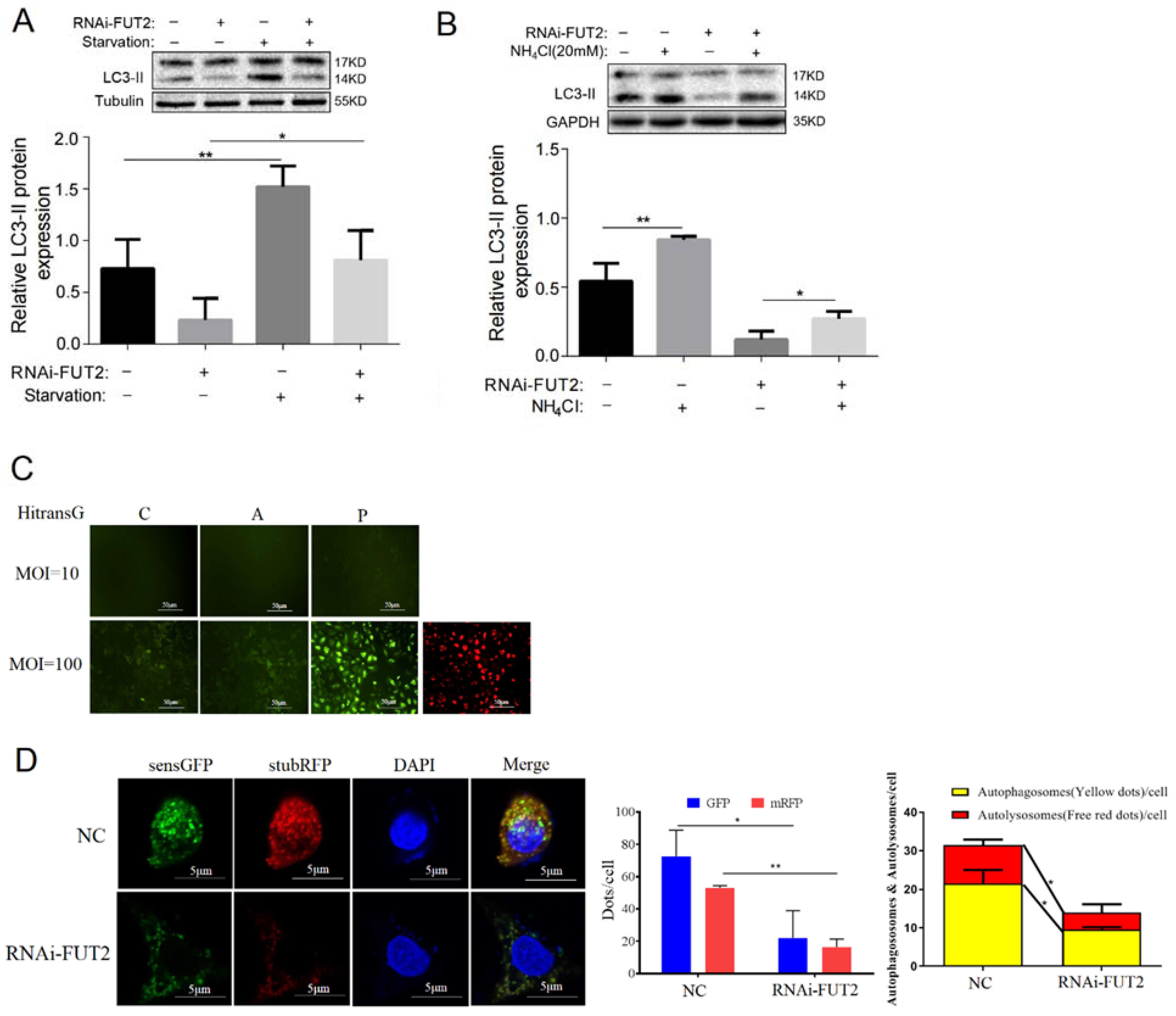 Cells 11 04031 g003 Cells 11 04031 g003