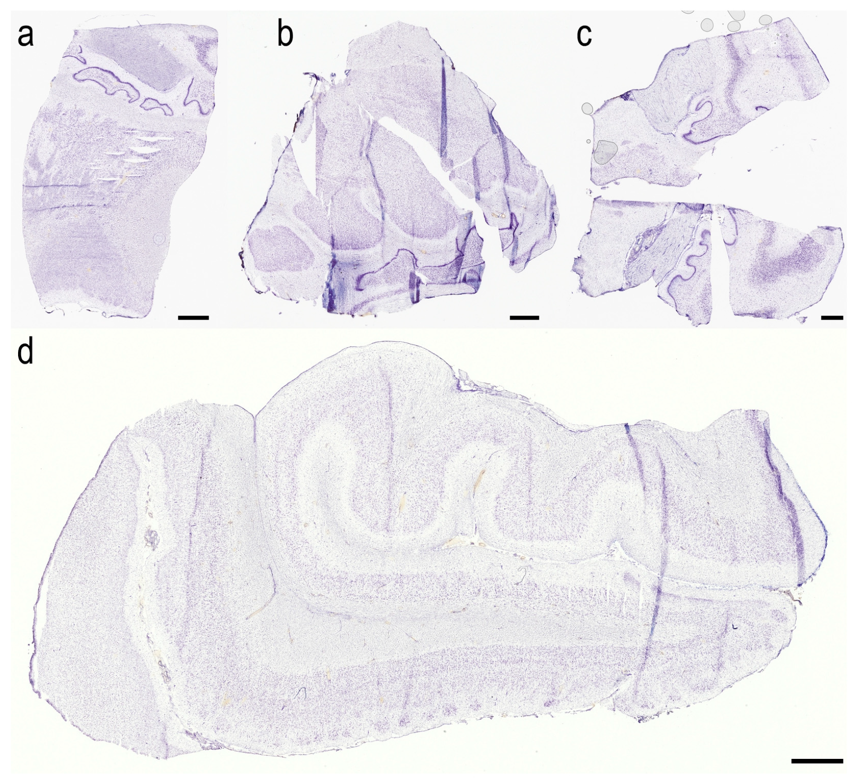 Cells 11 04033 g0a1 Cells 11 04033 g0a1