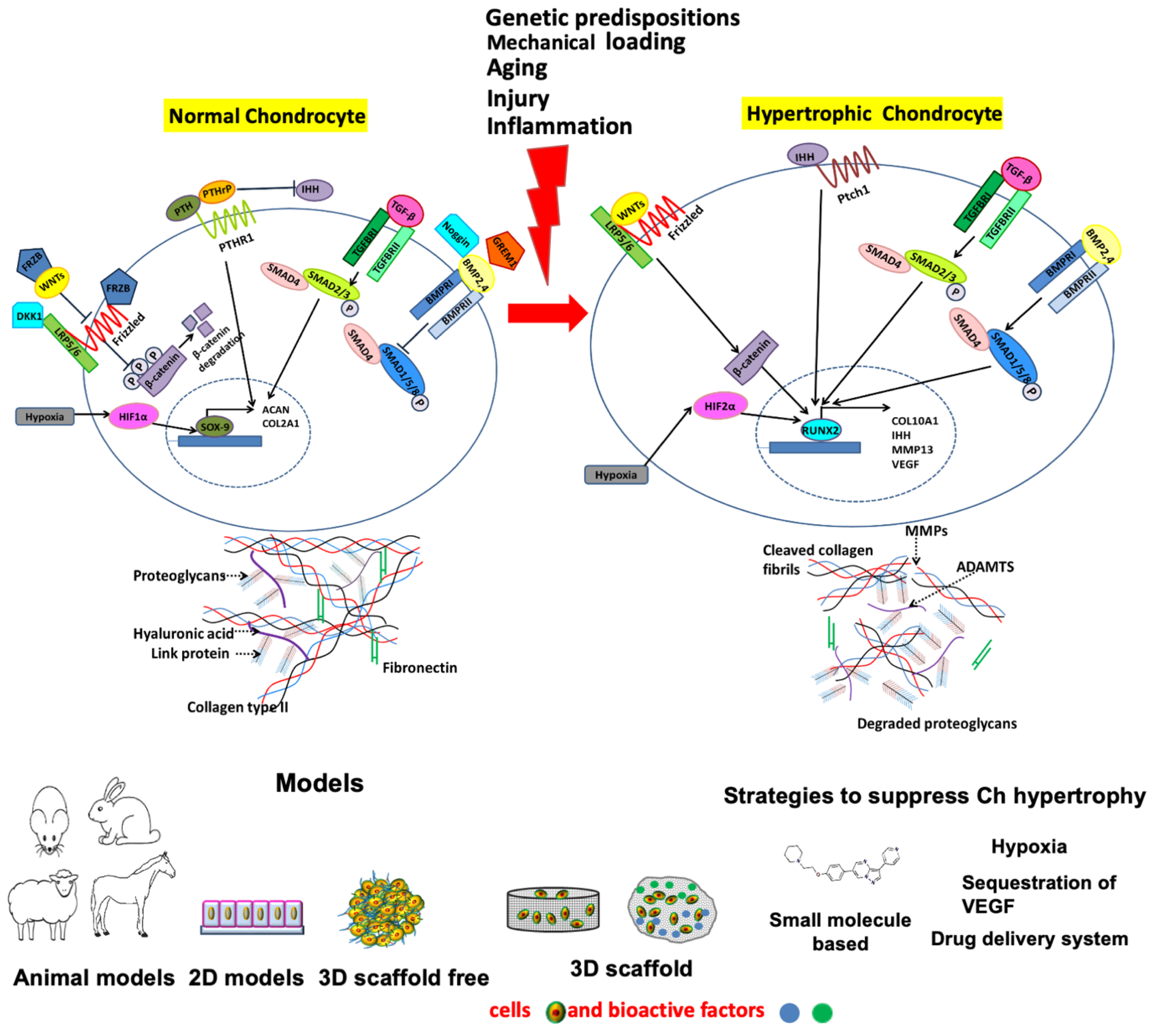 Cells 11 04034 g001 Cells 11 04034 g001