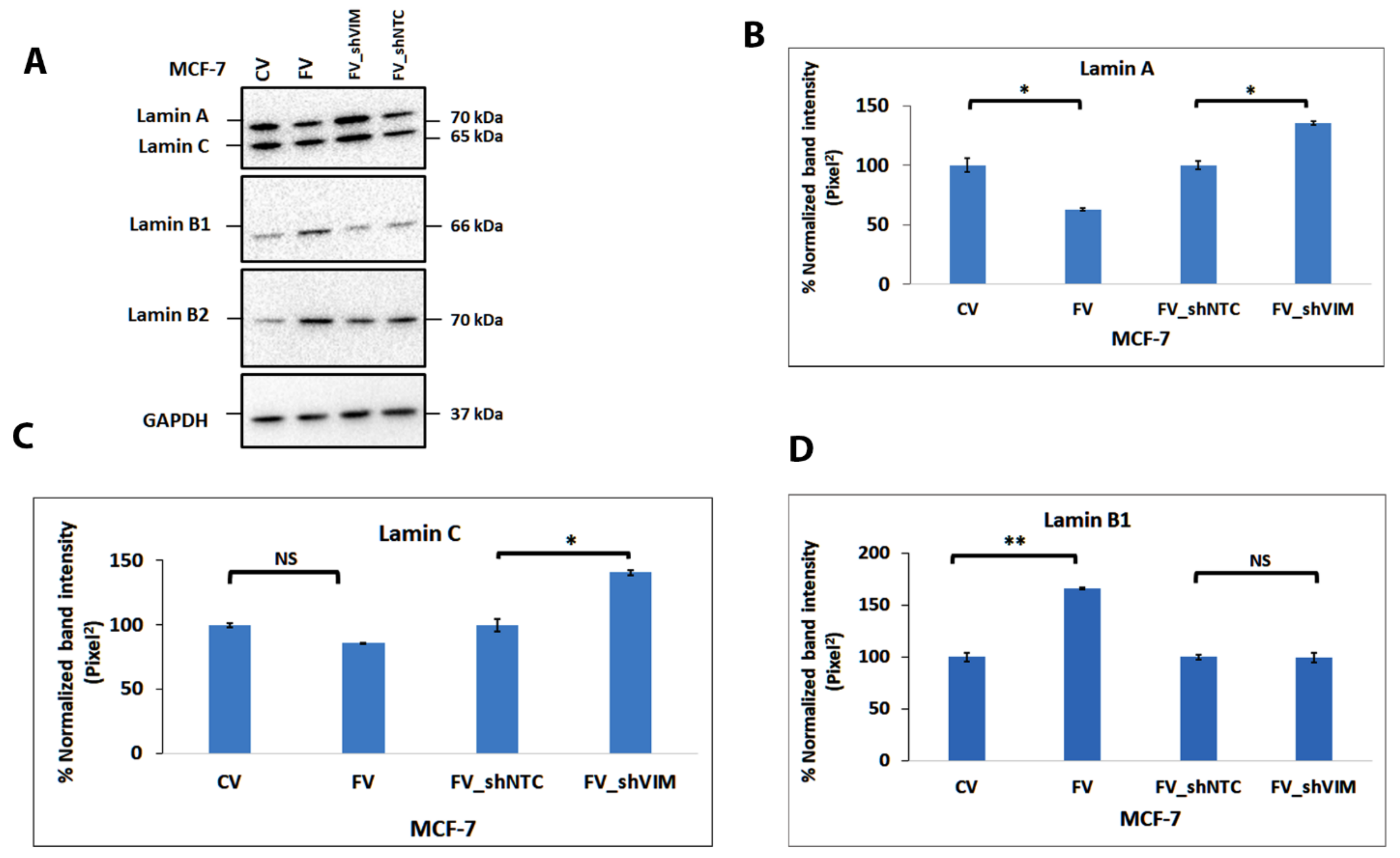 Cells 11 04035 g007a Cells 11 04035 g007a