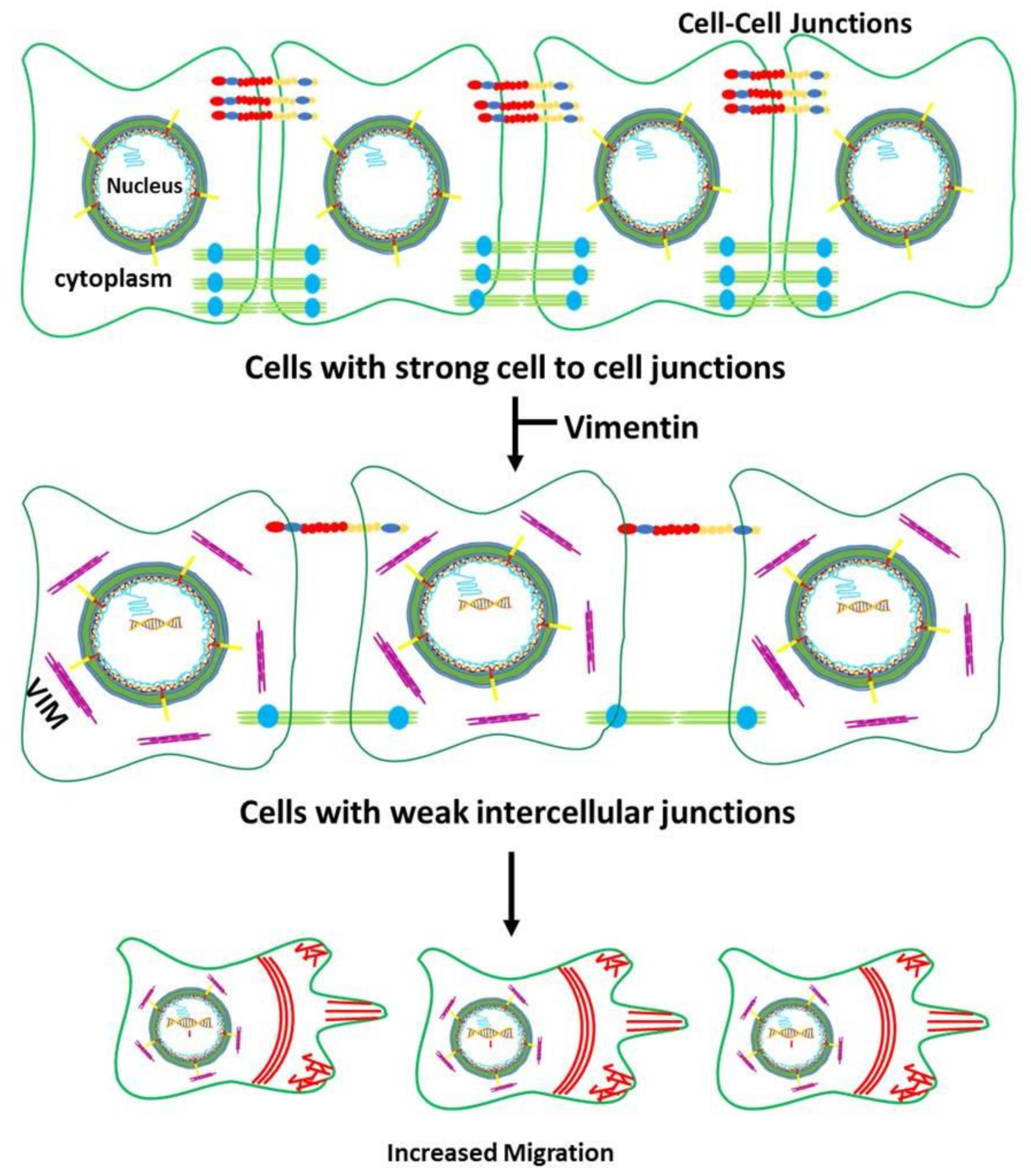 Cells 11 04035 g008 Cells 11 04035 g008