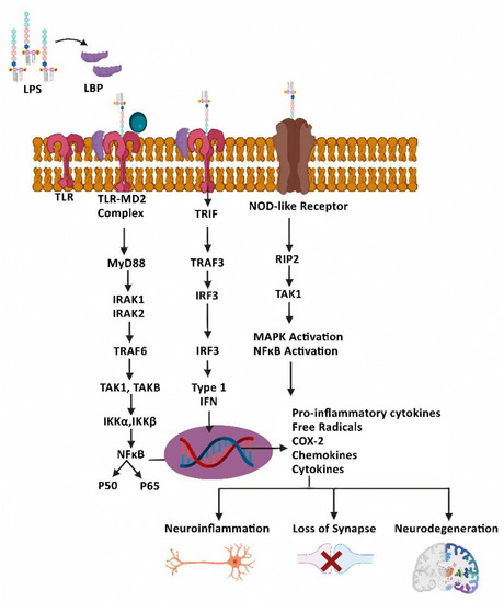 Role of Endogenous Lipopolysaccharides in Neurological Disorders
