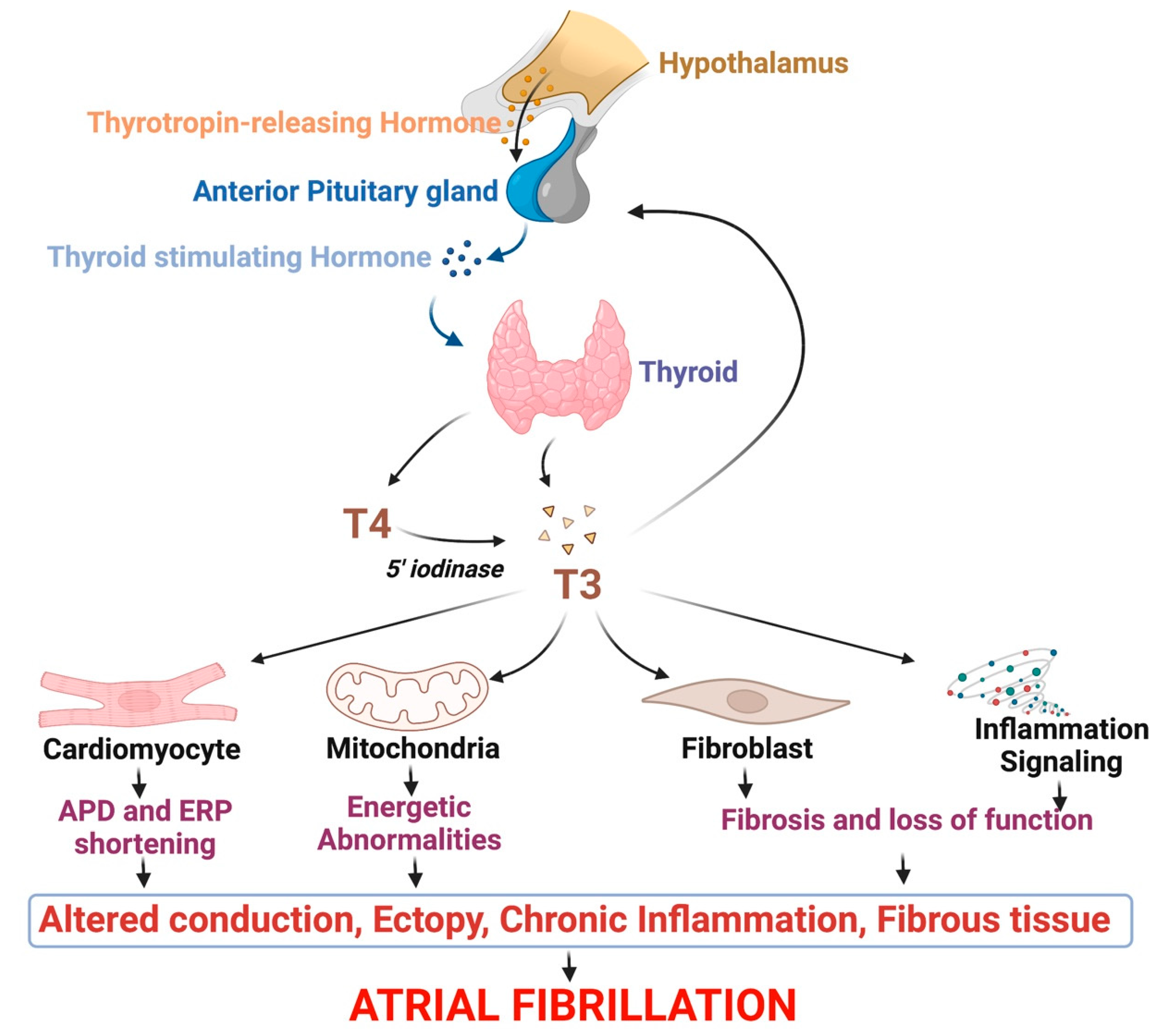 Cells Free Full Text Mechanisms And Management Of Thyroid Disease cells-free-full-text-mechanisms-and-management-of-thyroid-disease