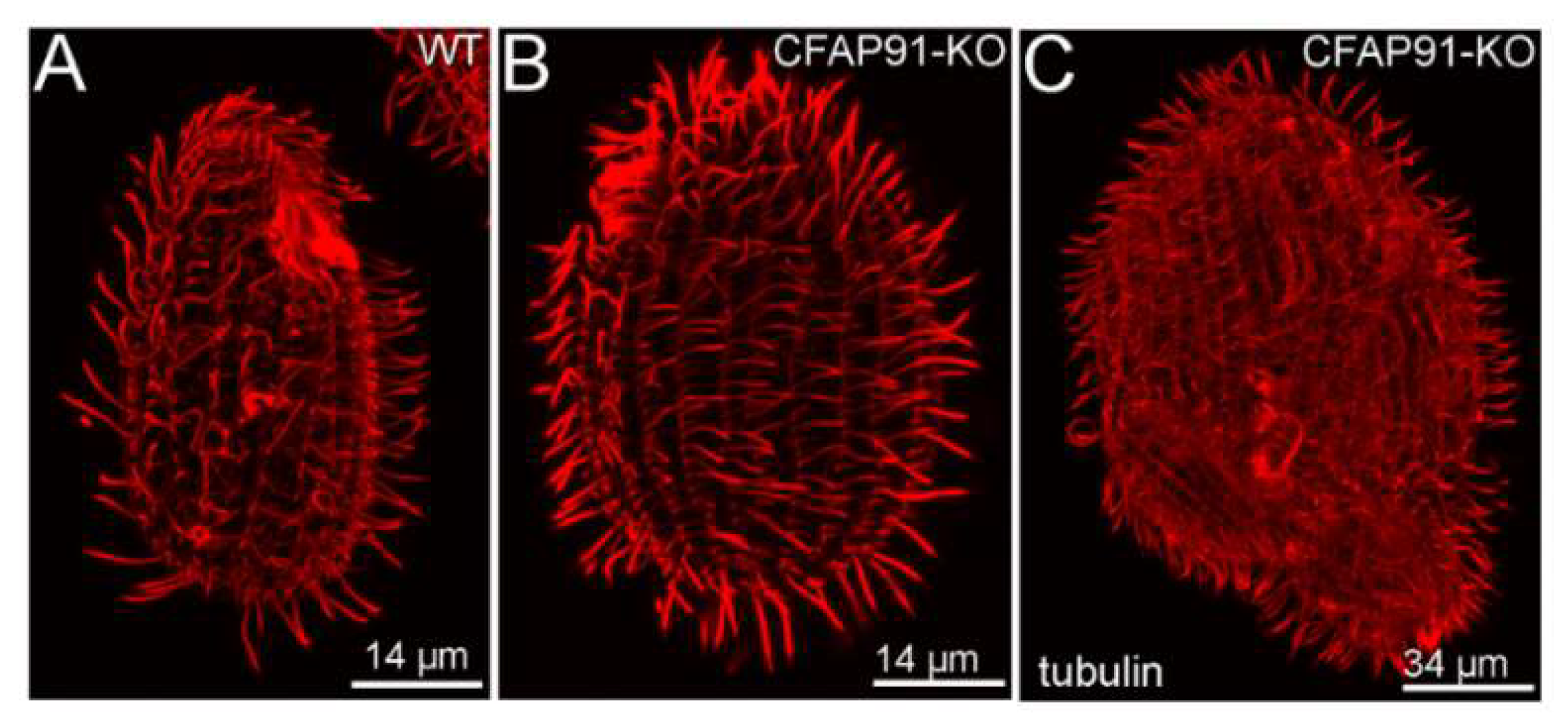 Cells 11 04048 g002 Cells 11 04048 g002