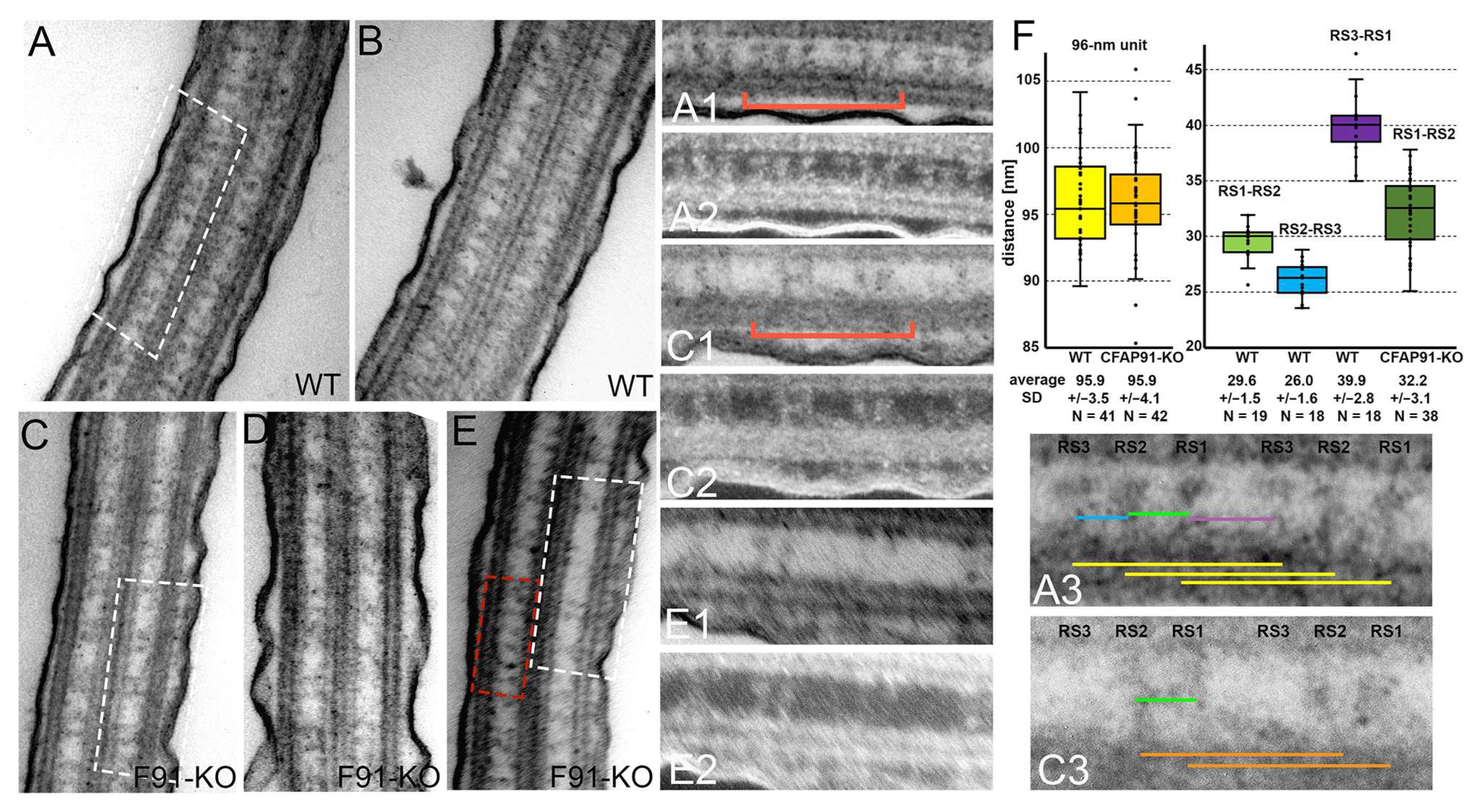 Cells 11 04048 g005 Cells 11 04048 g005