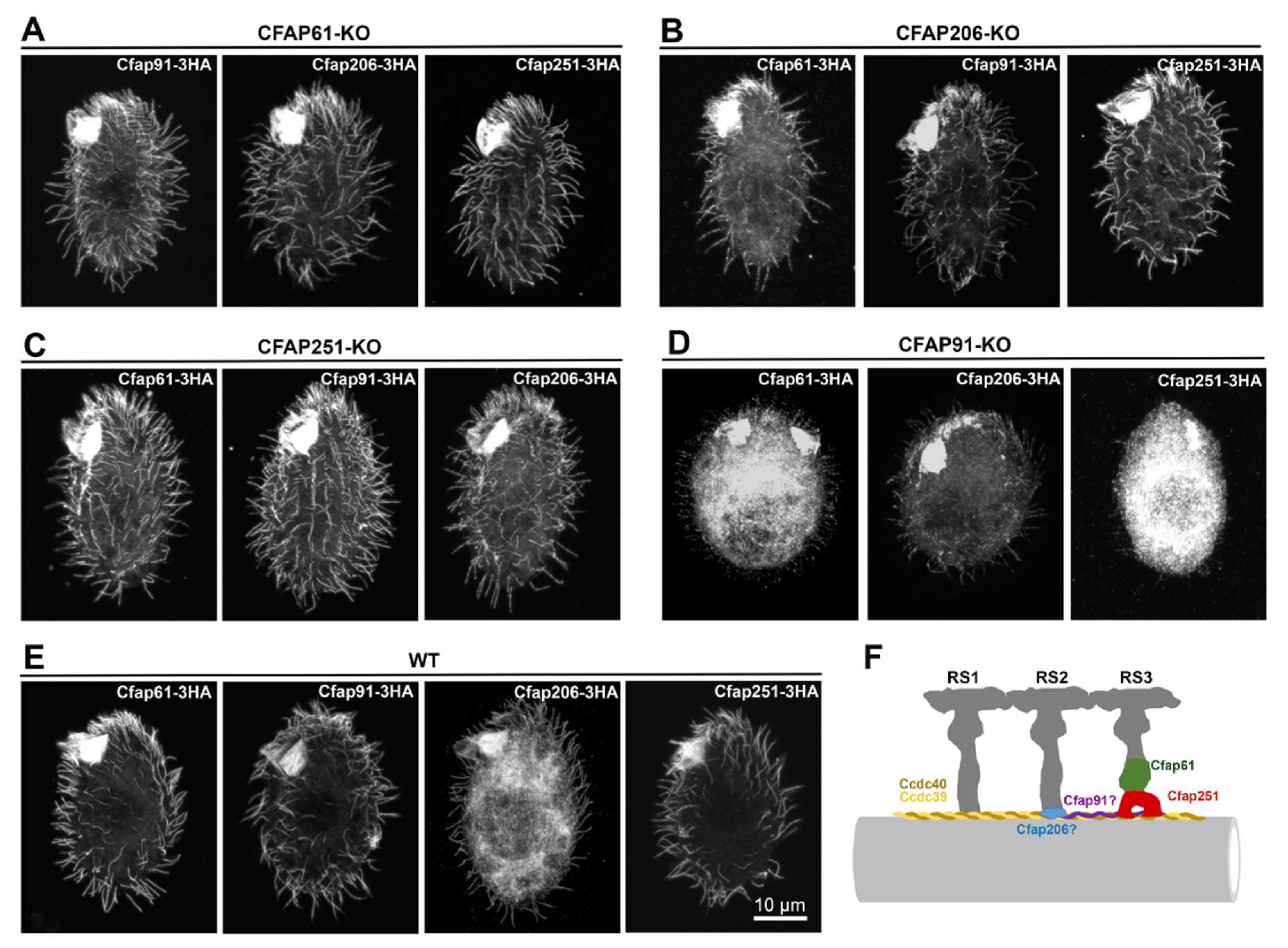 Cells 11 04048 g006 Cells 11 04048 g006