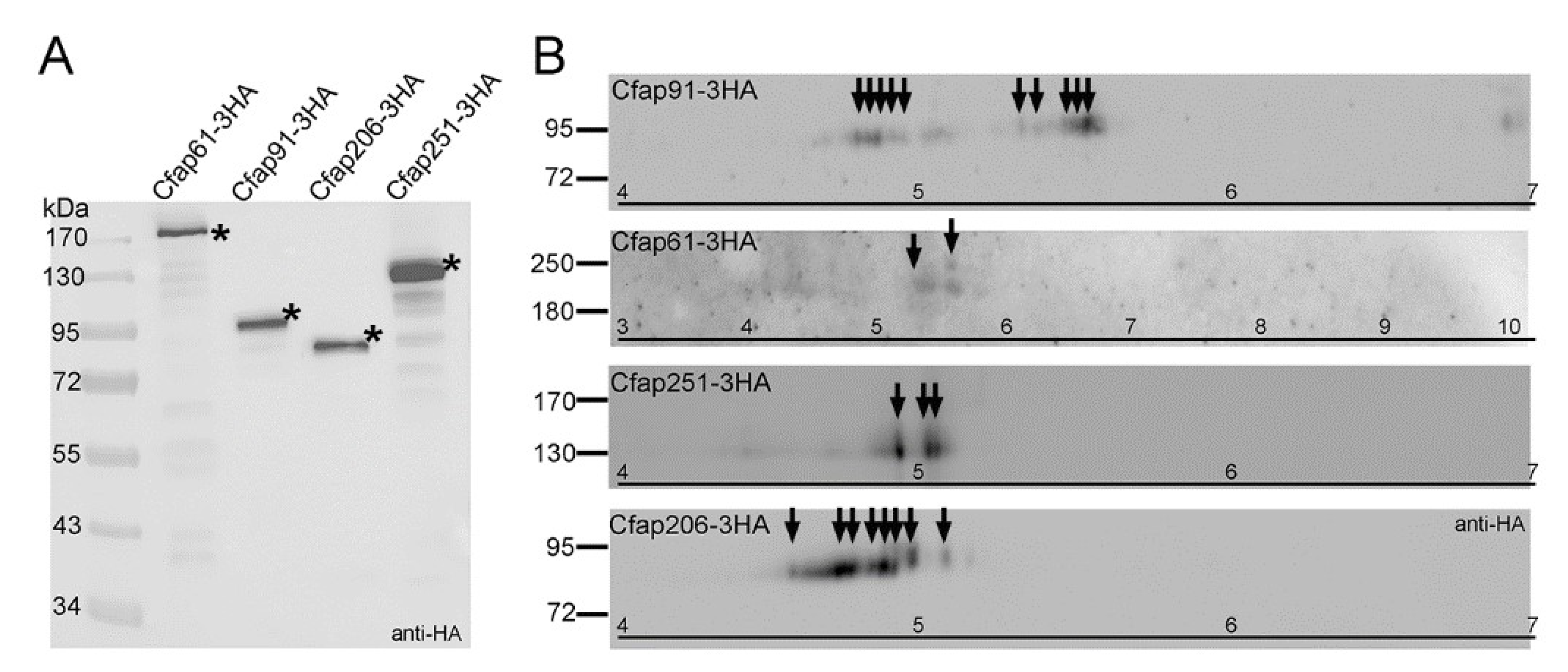 Cells 11 04048 g008 Cells 11 04048 g008