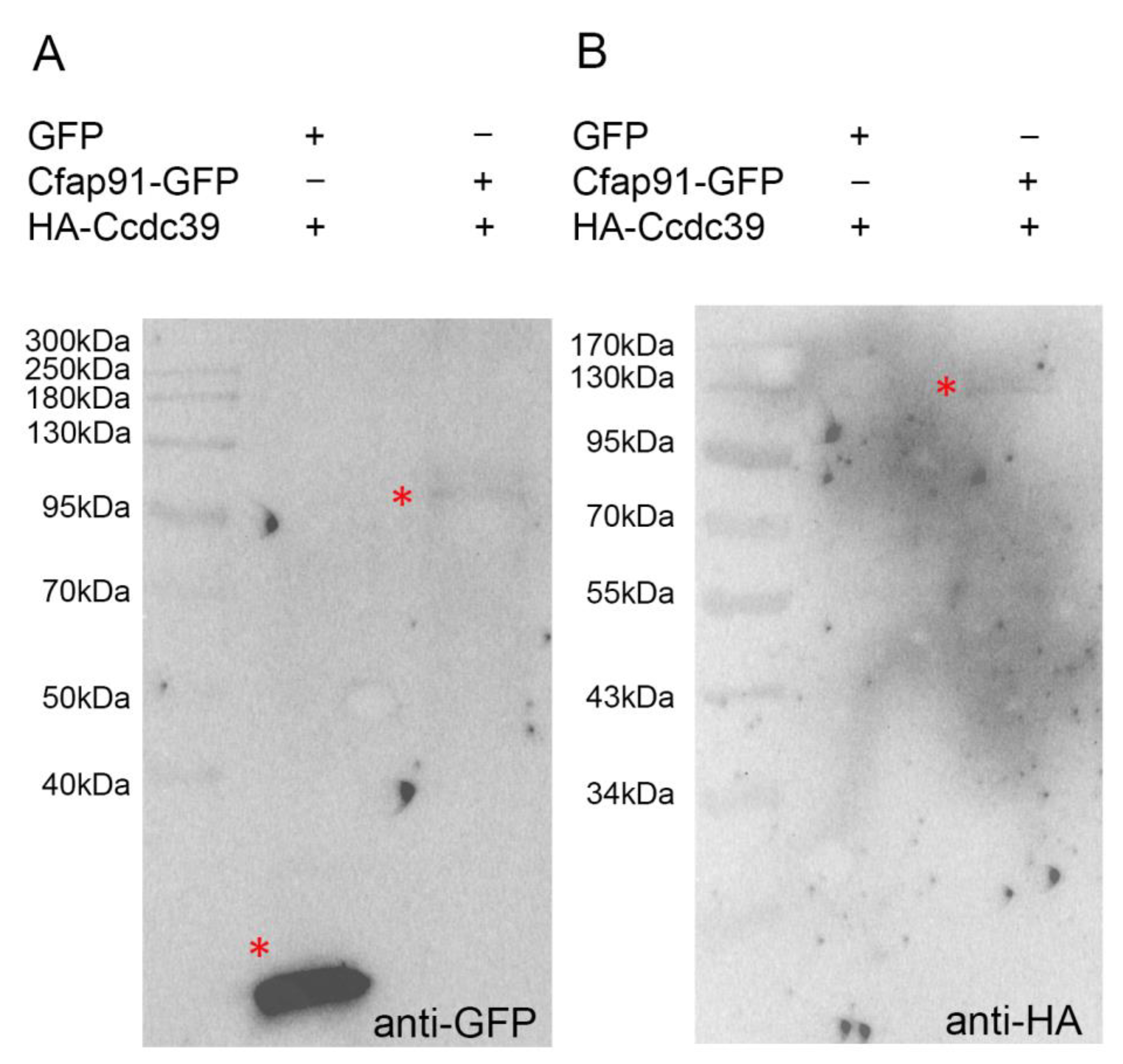 Cells 11 04048 g009 Cells 11 04048 g009