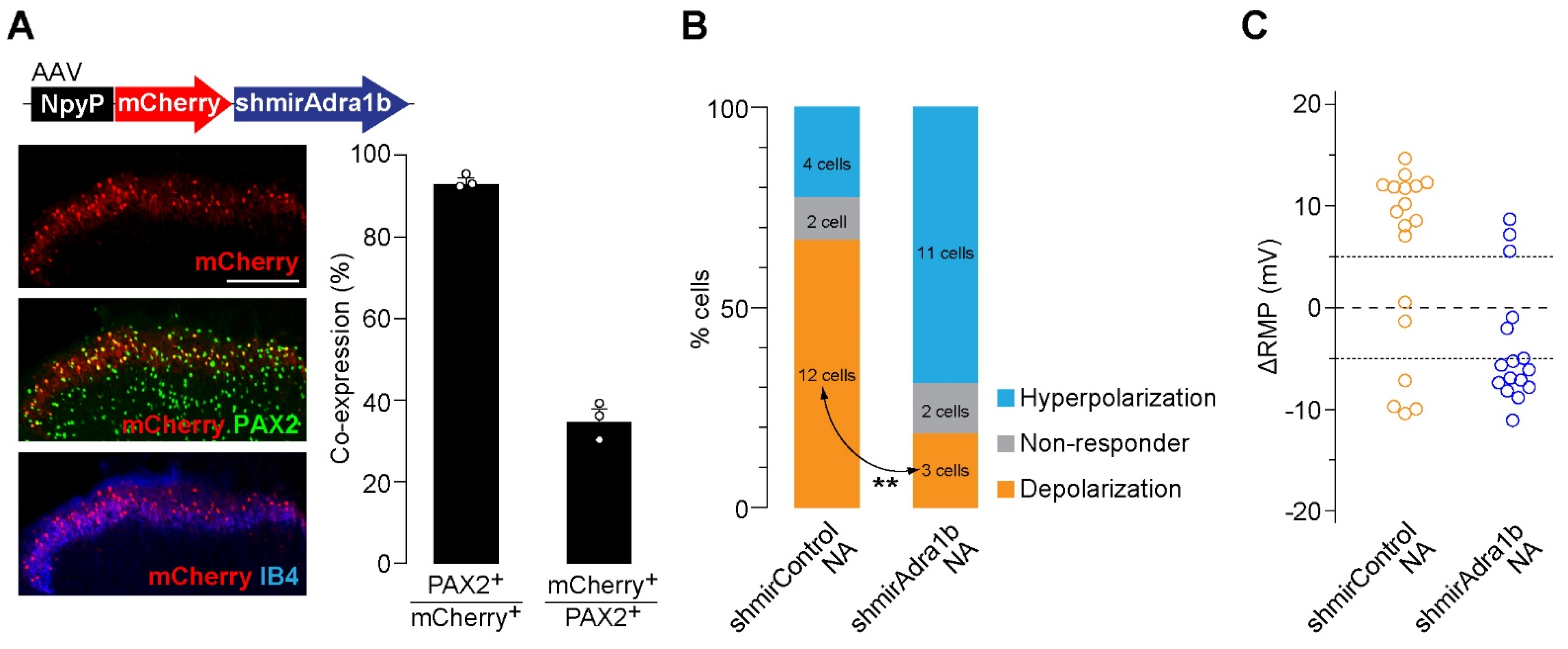 Cells 11 04051 g002 Cells 11 04051 g002