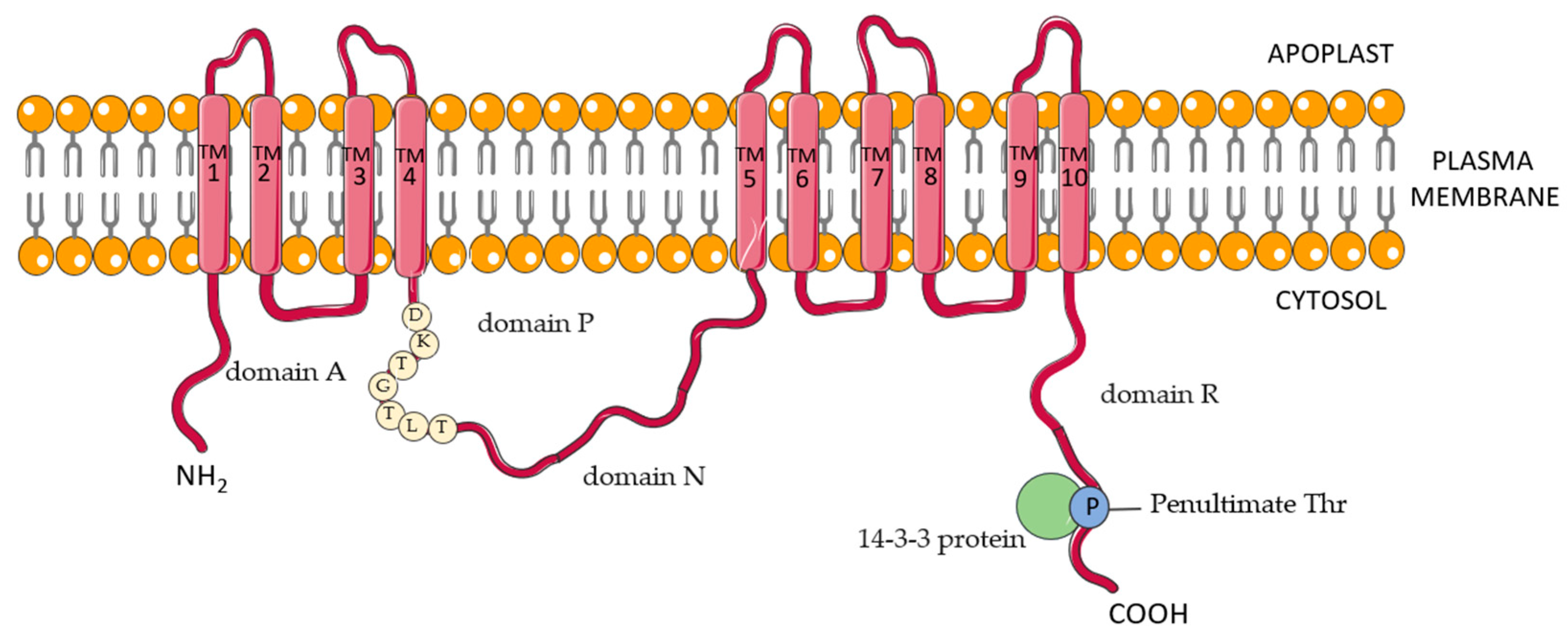 Cells Free FullText Plant Plasma Membrane Proton Pump One Protein