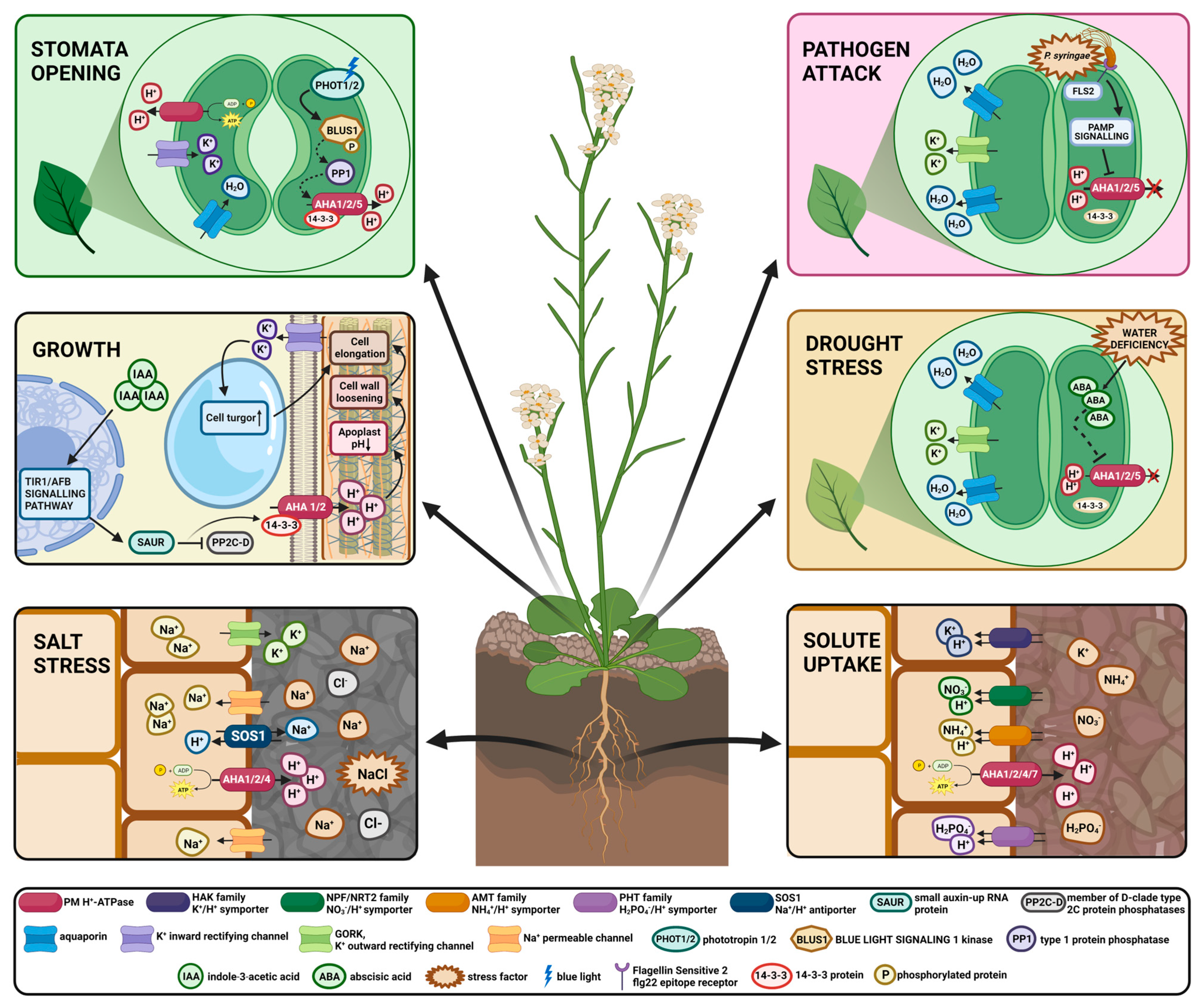 Cells 11 04052 g002 Cells 11 04052 g002