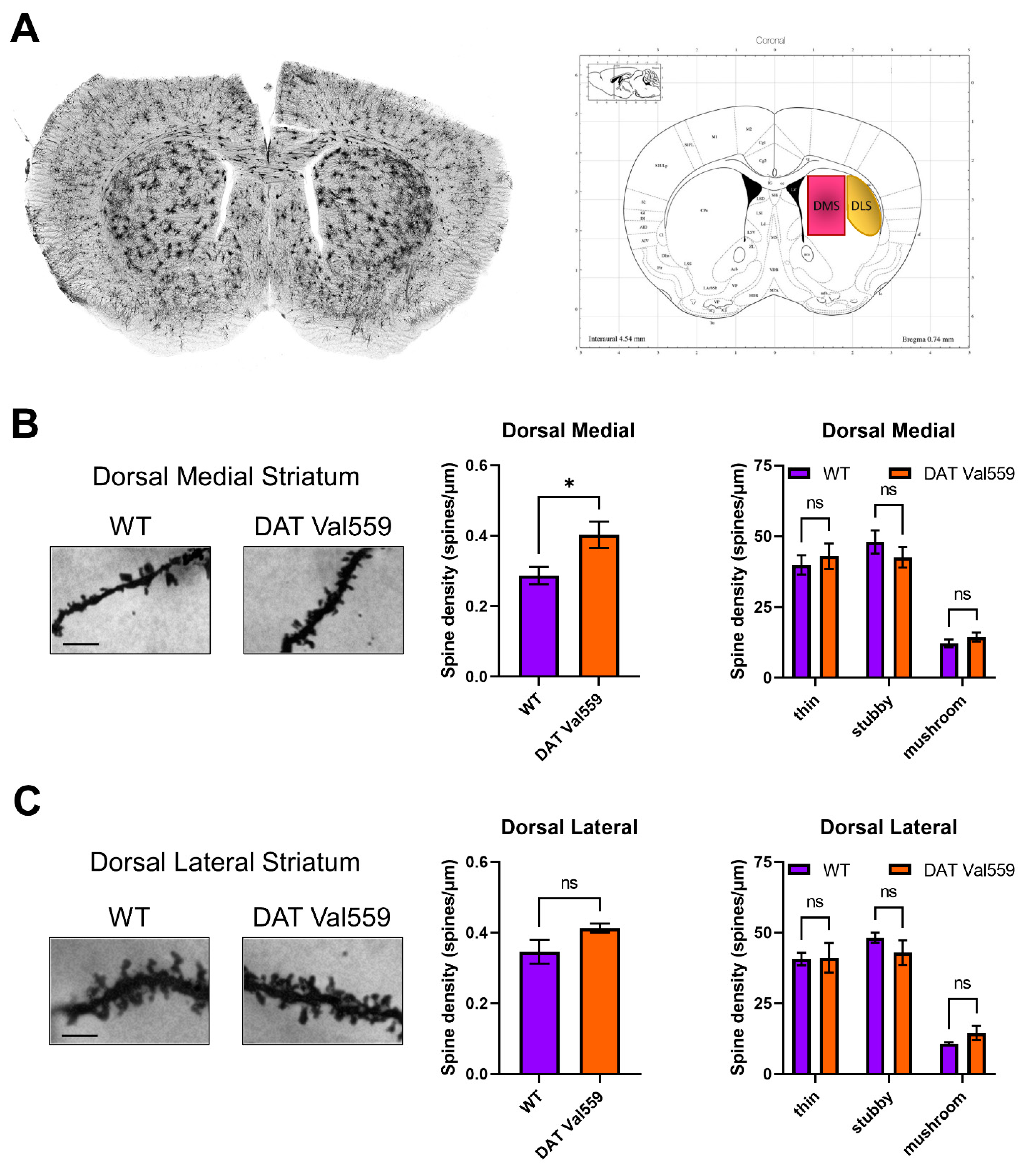 Cells 11 04059 g005 Cells 11 04059 g005