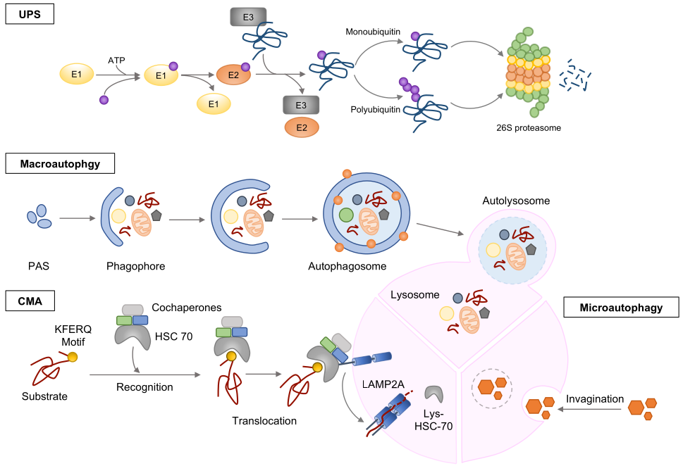Cells 11 04062 g002 Cells 11 04062 g002