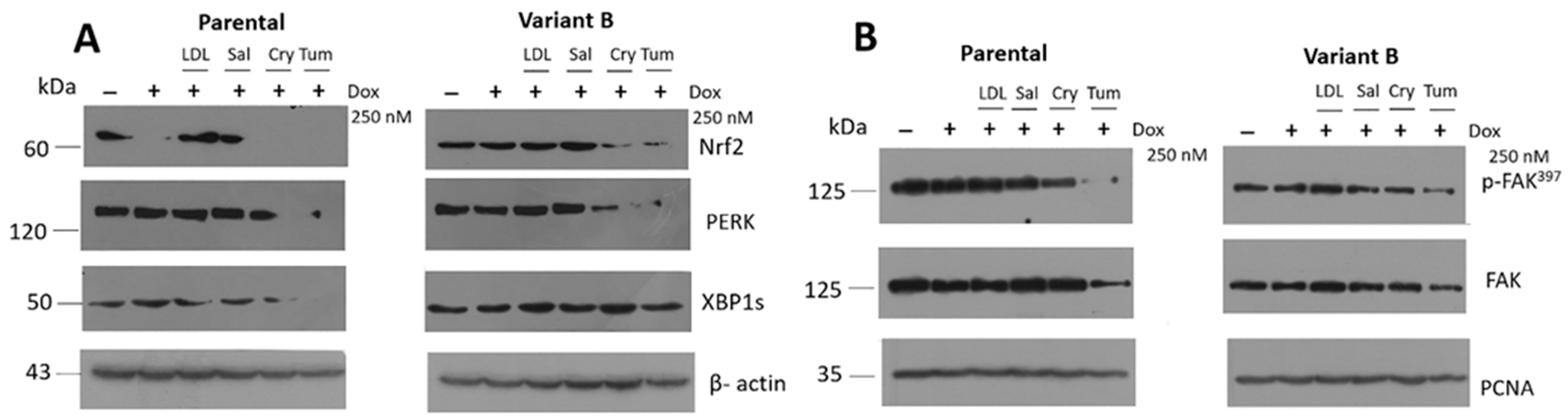Cells 11 04069 g005 Cells 11 04069 g005