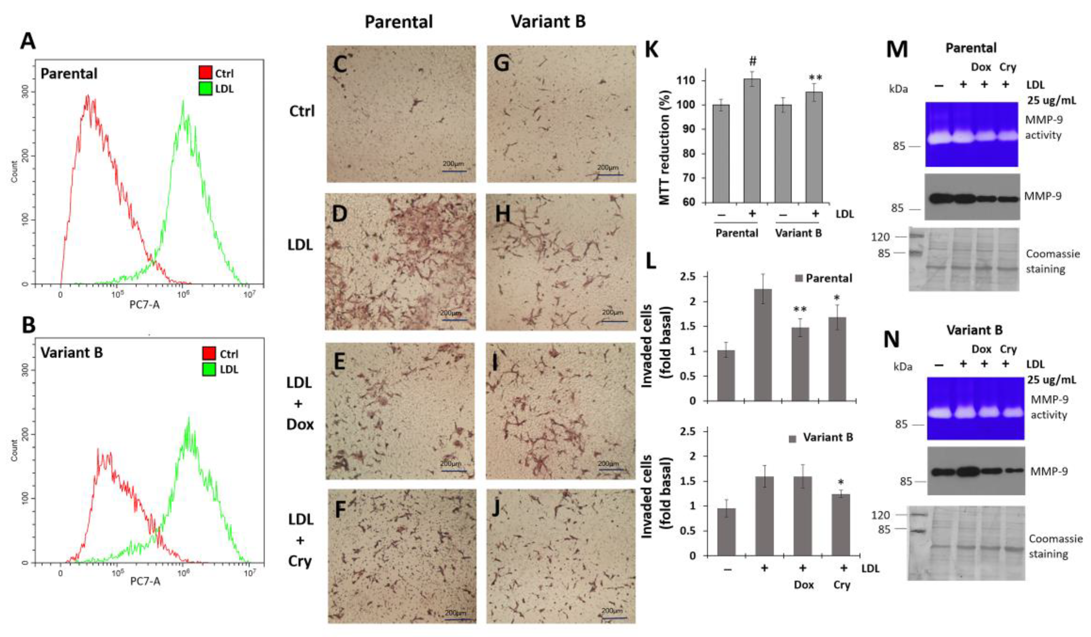 Cells 11 04069 g006 Cells 11 04069 g006