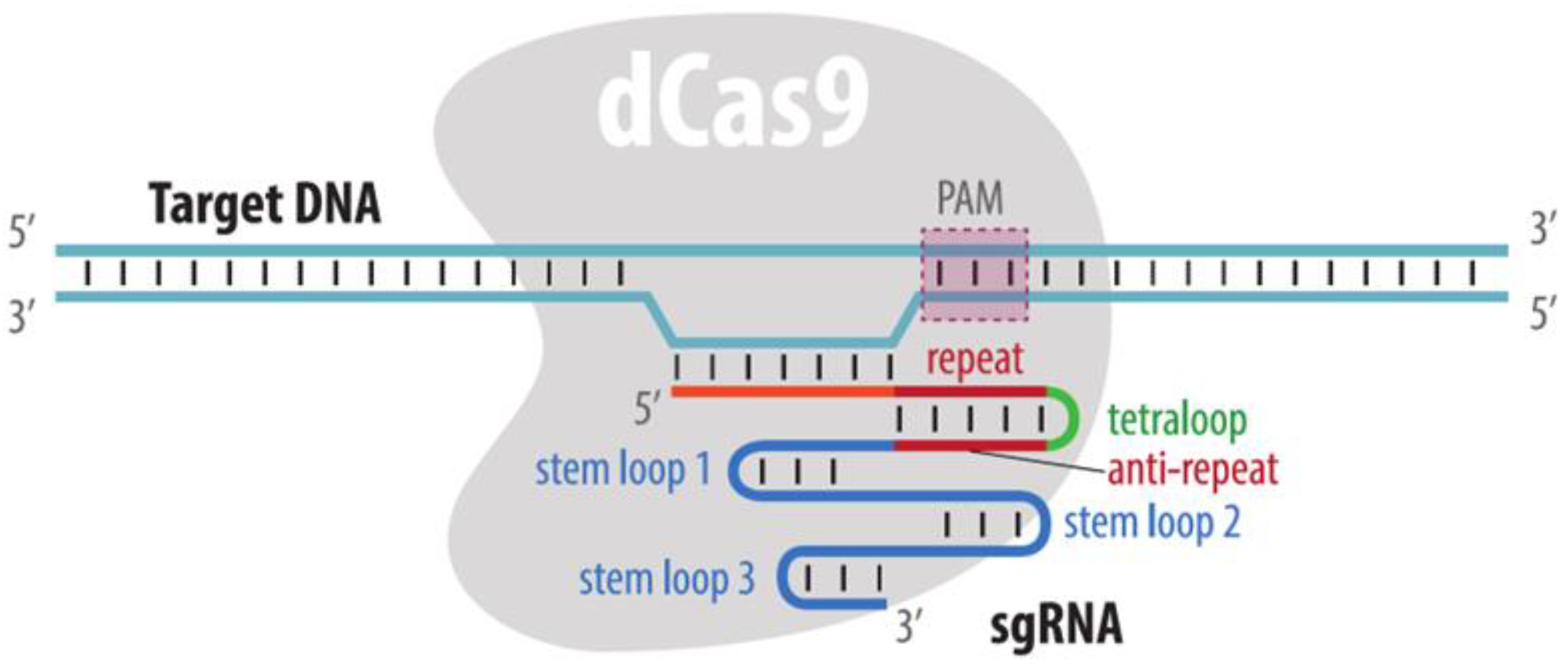 Cells 11 04086 g007 Cells 11 04086 g007