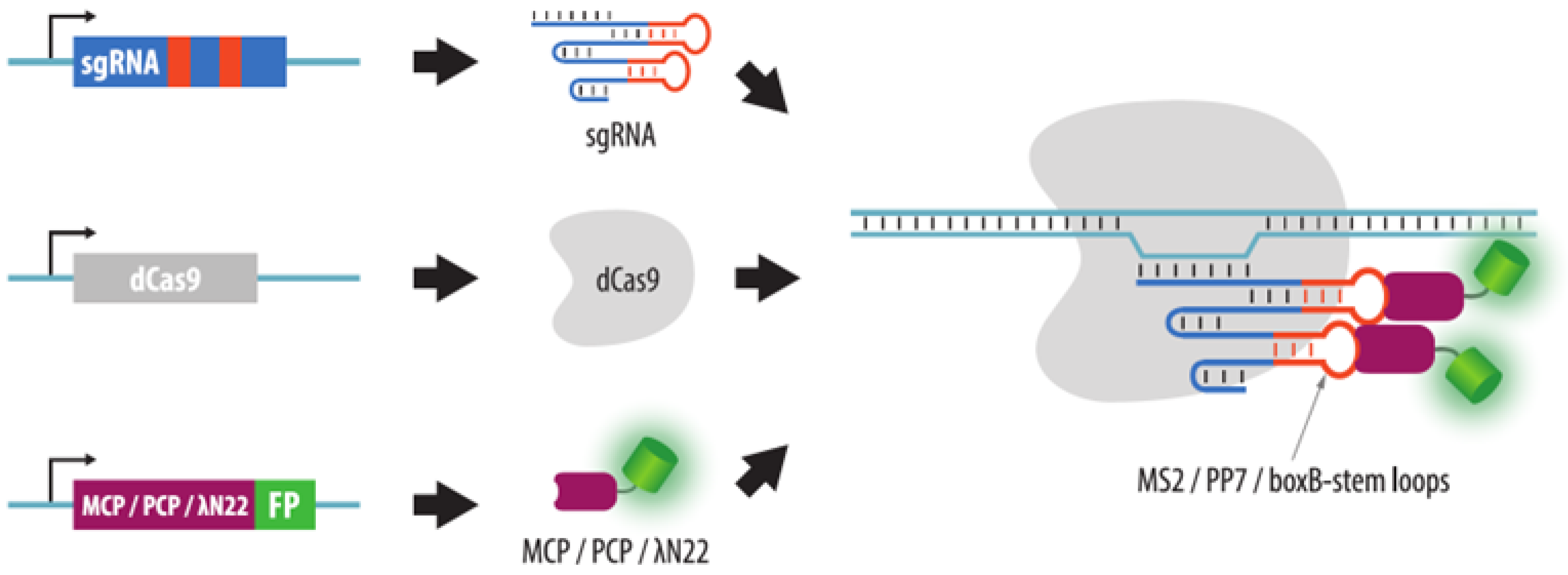 Cells 11 04086 g009 Cells 11 04086 g009