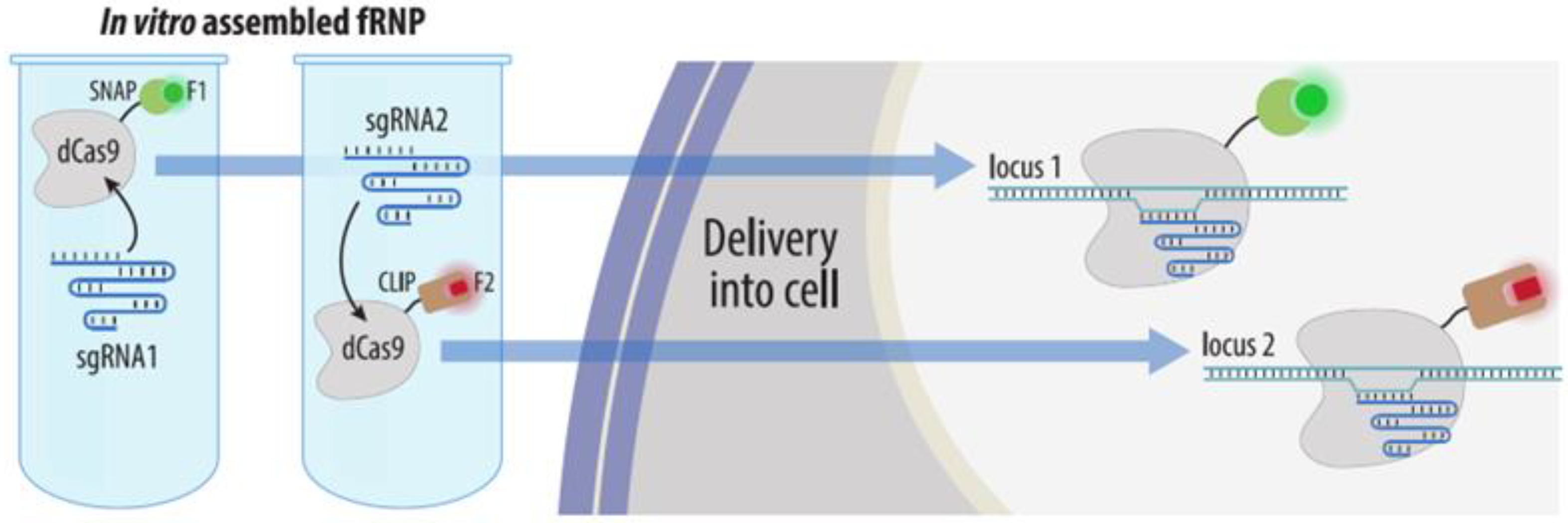 Cells 11 04086 g012 Cells 11 04086 g012
