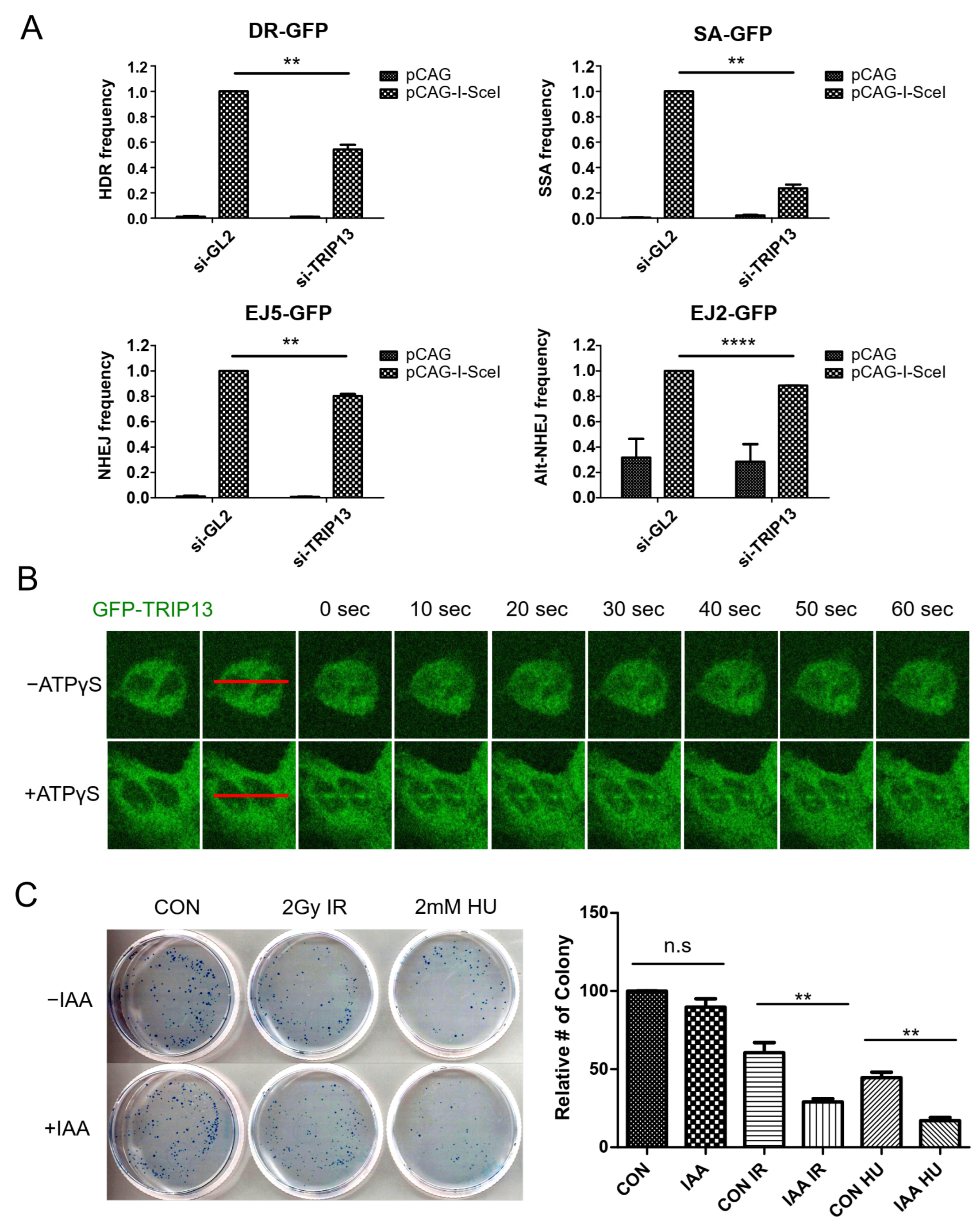 Cells 11 04095 g001 Cells 11 04095 g001