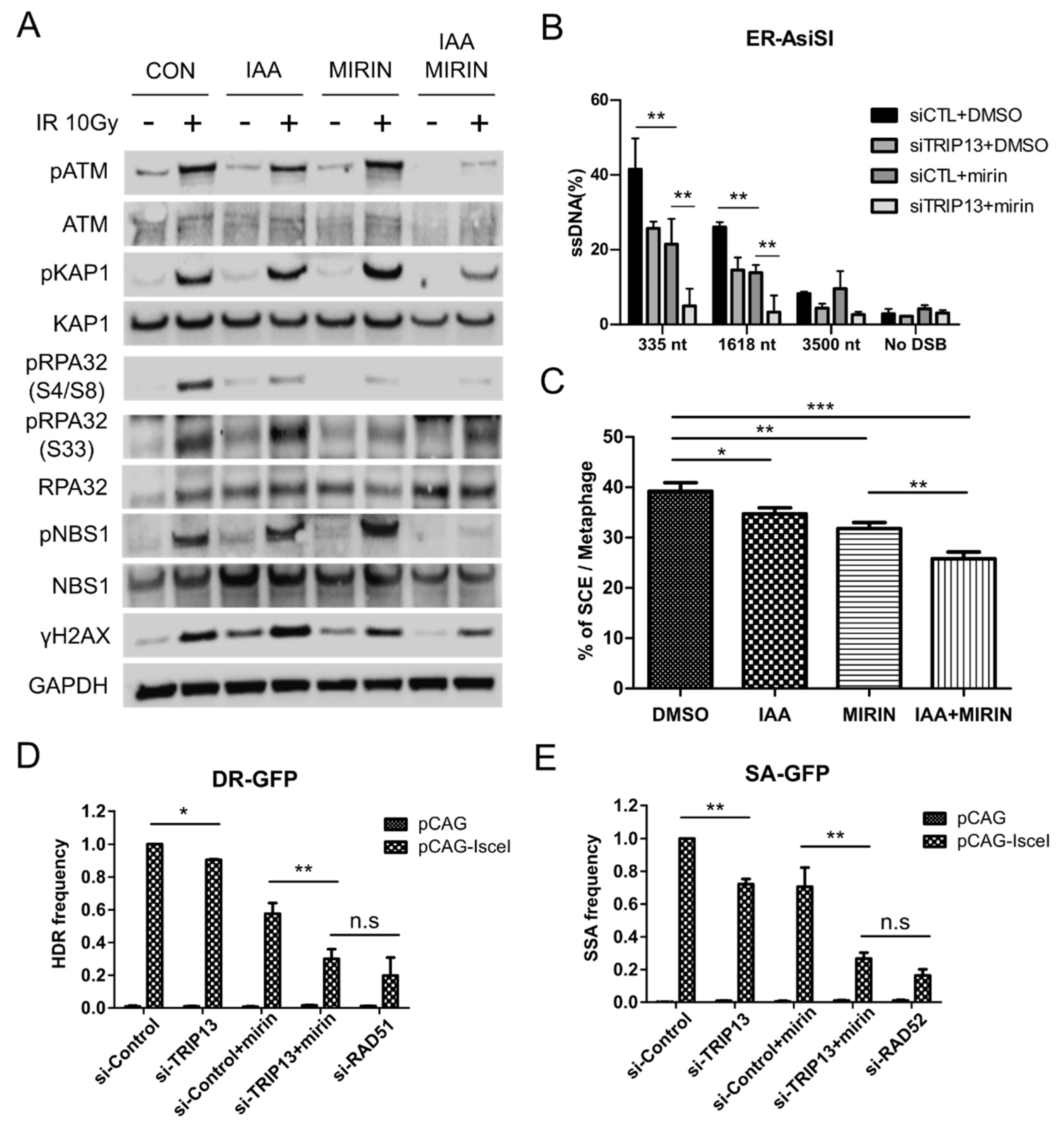 Cells 11 04095 g004 Cells 11 04095 g004