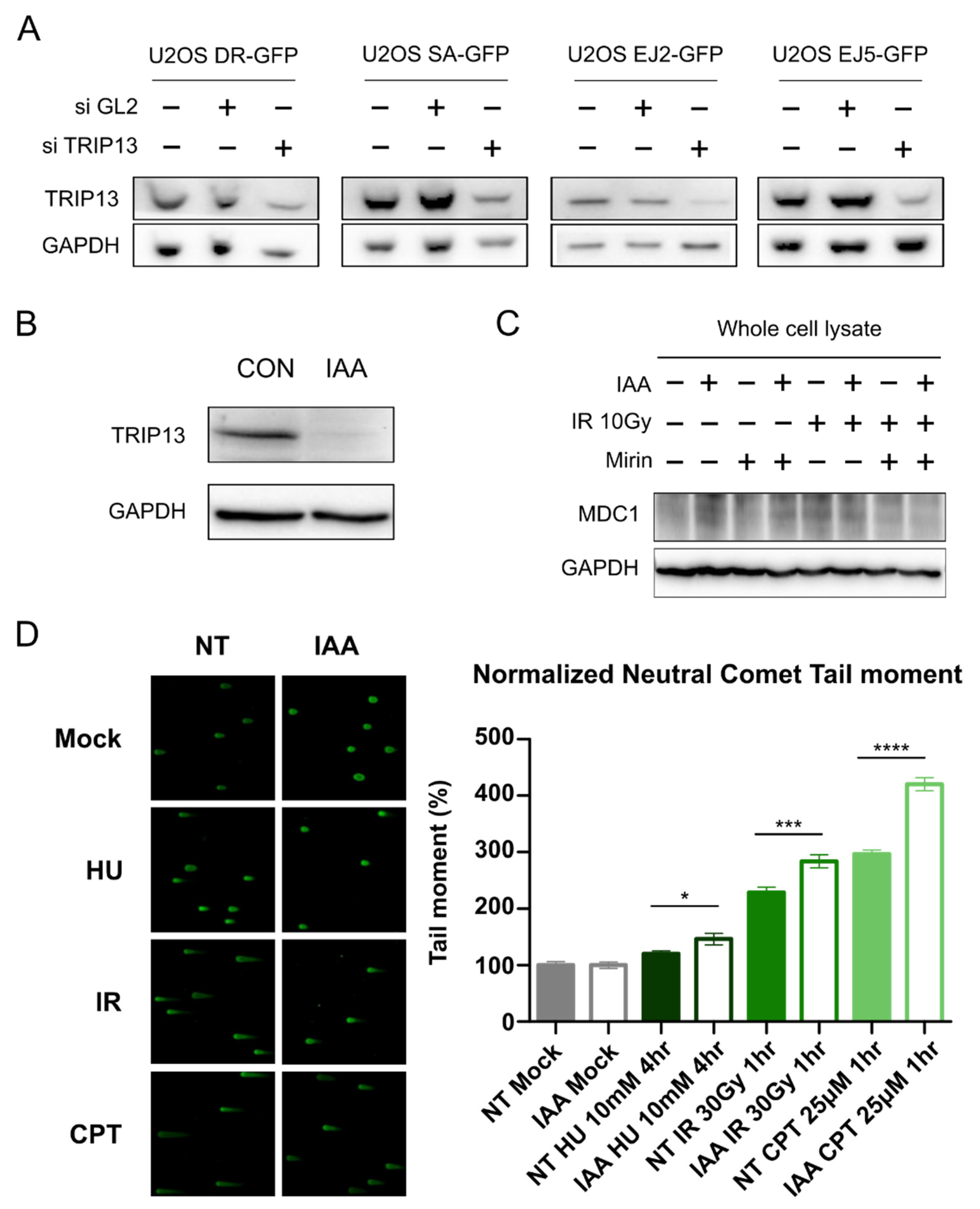 Cells 11 04095 sch001 Cells 11 04095 sch001