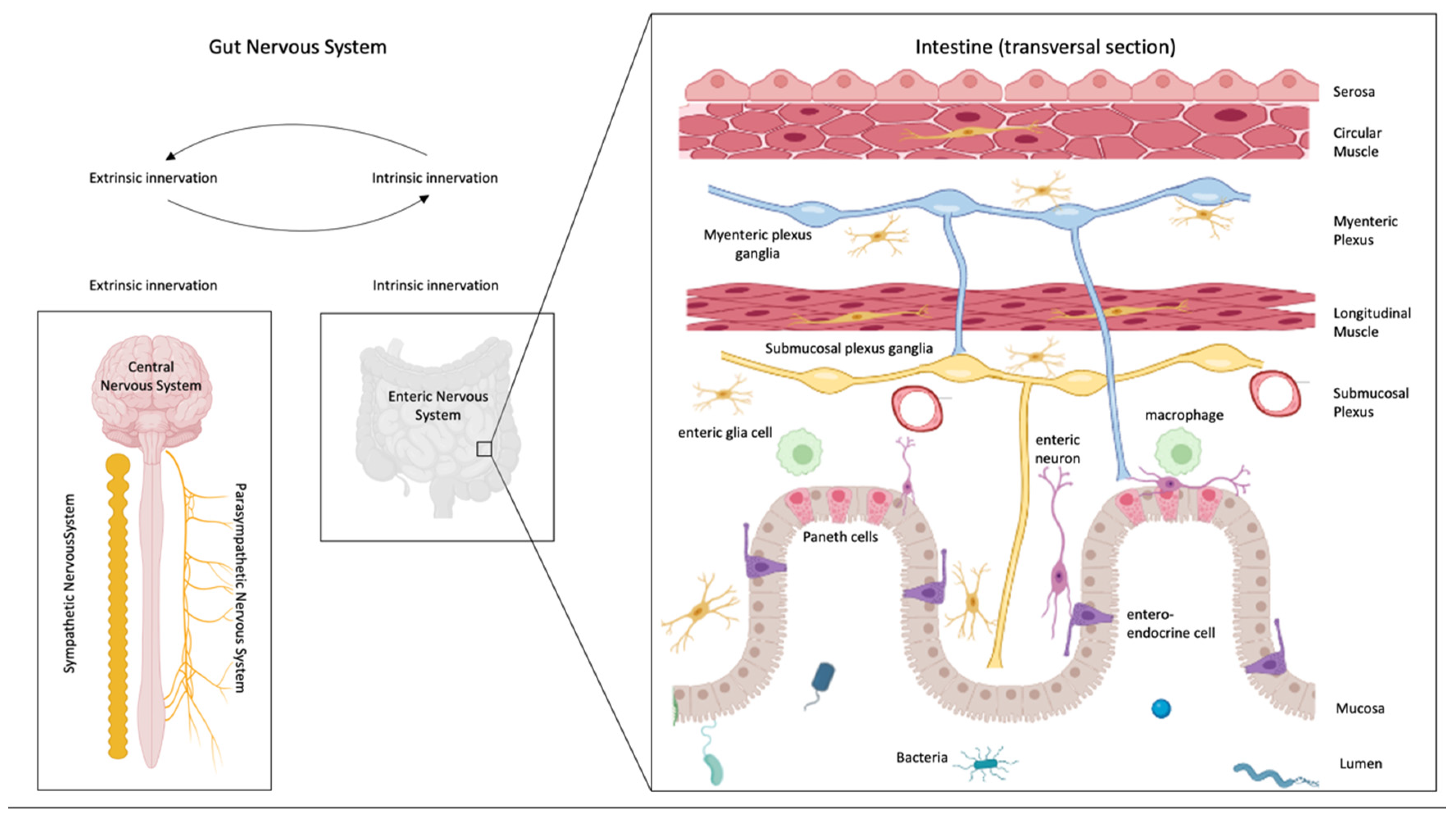 Cells 11 04103 g002 Cells 11 04103 g002