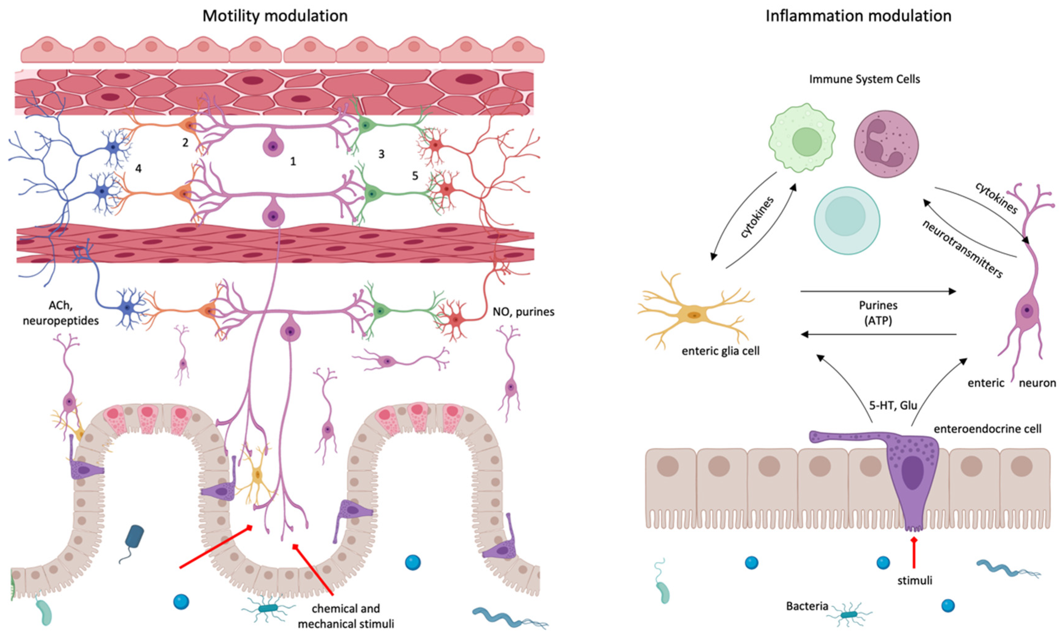 Cells 11 04103 g003 Cells 11 04103 g003
