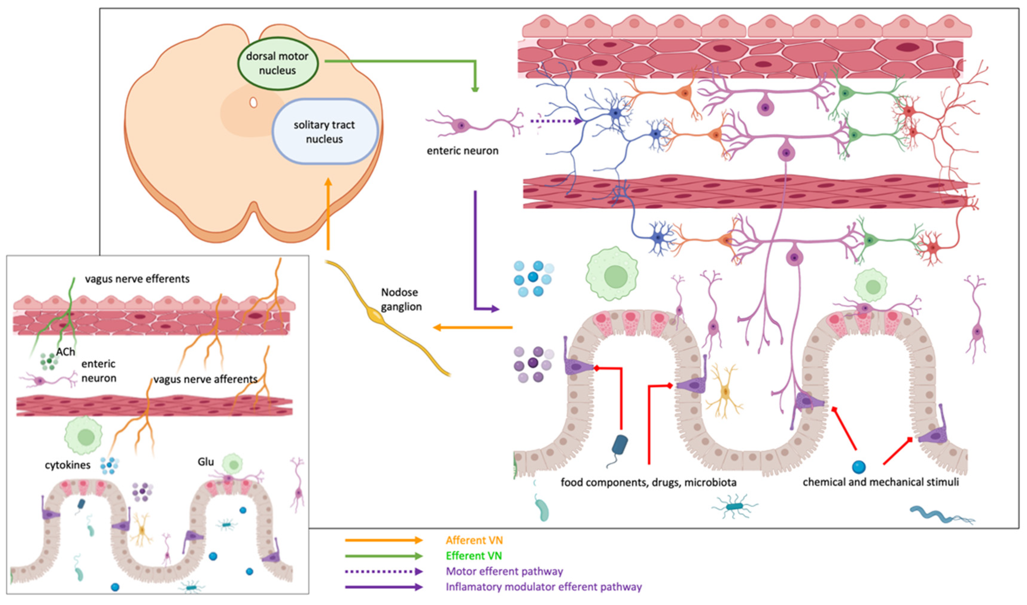 Cells 11 04103 g004 Cells 11 04103 g004