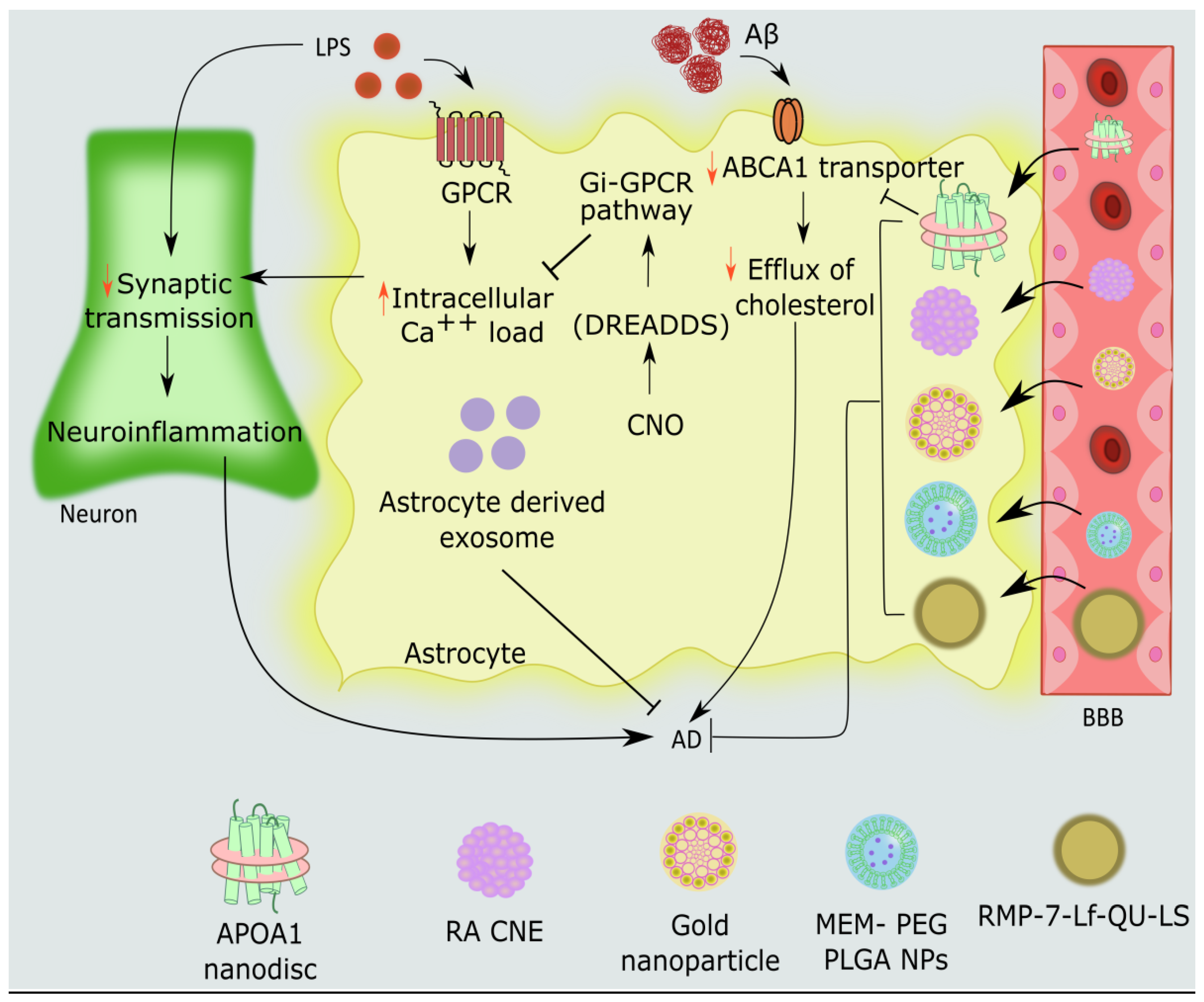 Cells 11 04111 g004 Cells 11 04111 g004