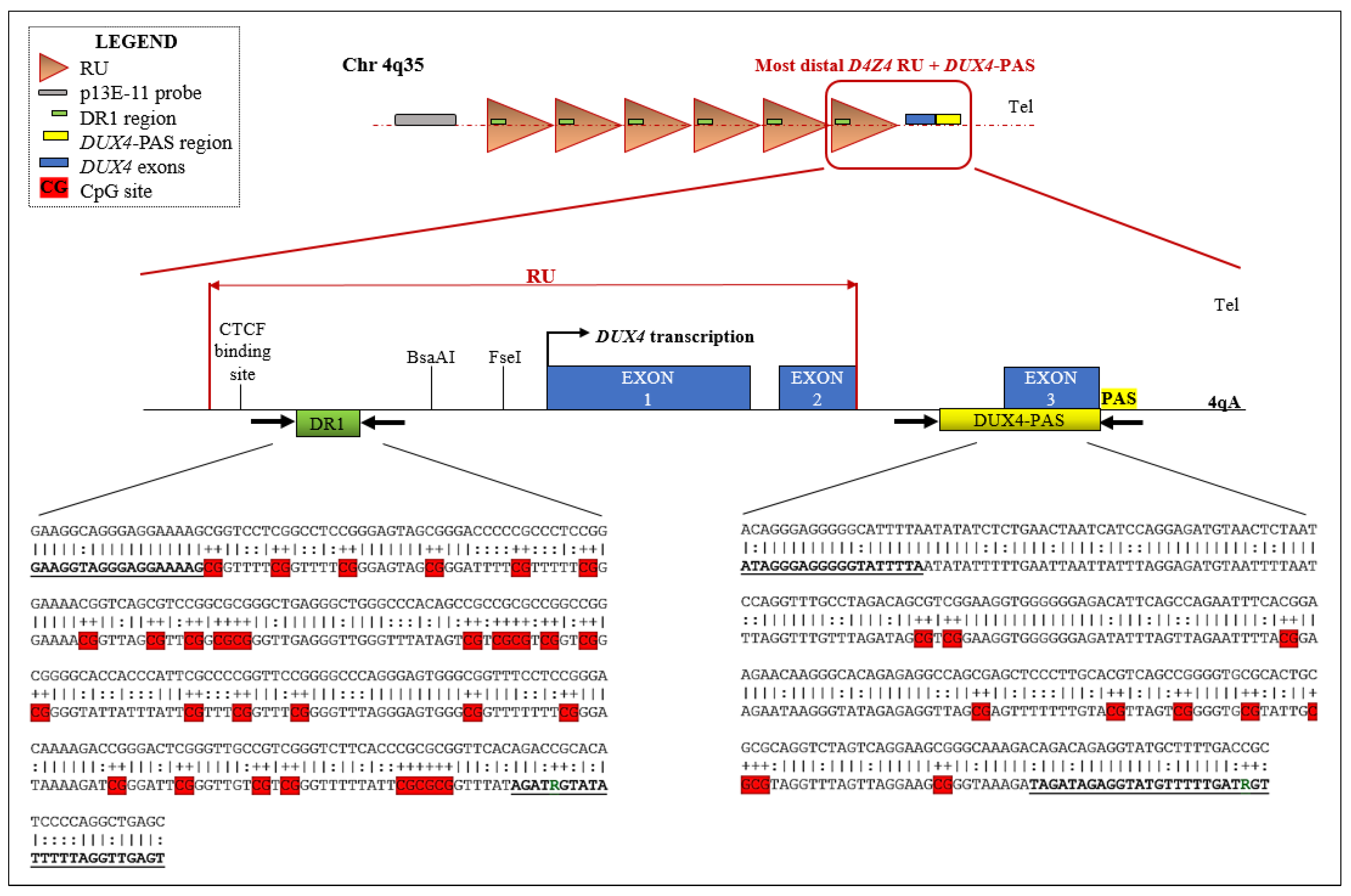 Cells 11 04114 g001 Cells 11 04114 g001
