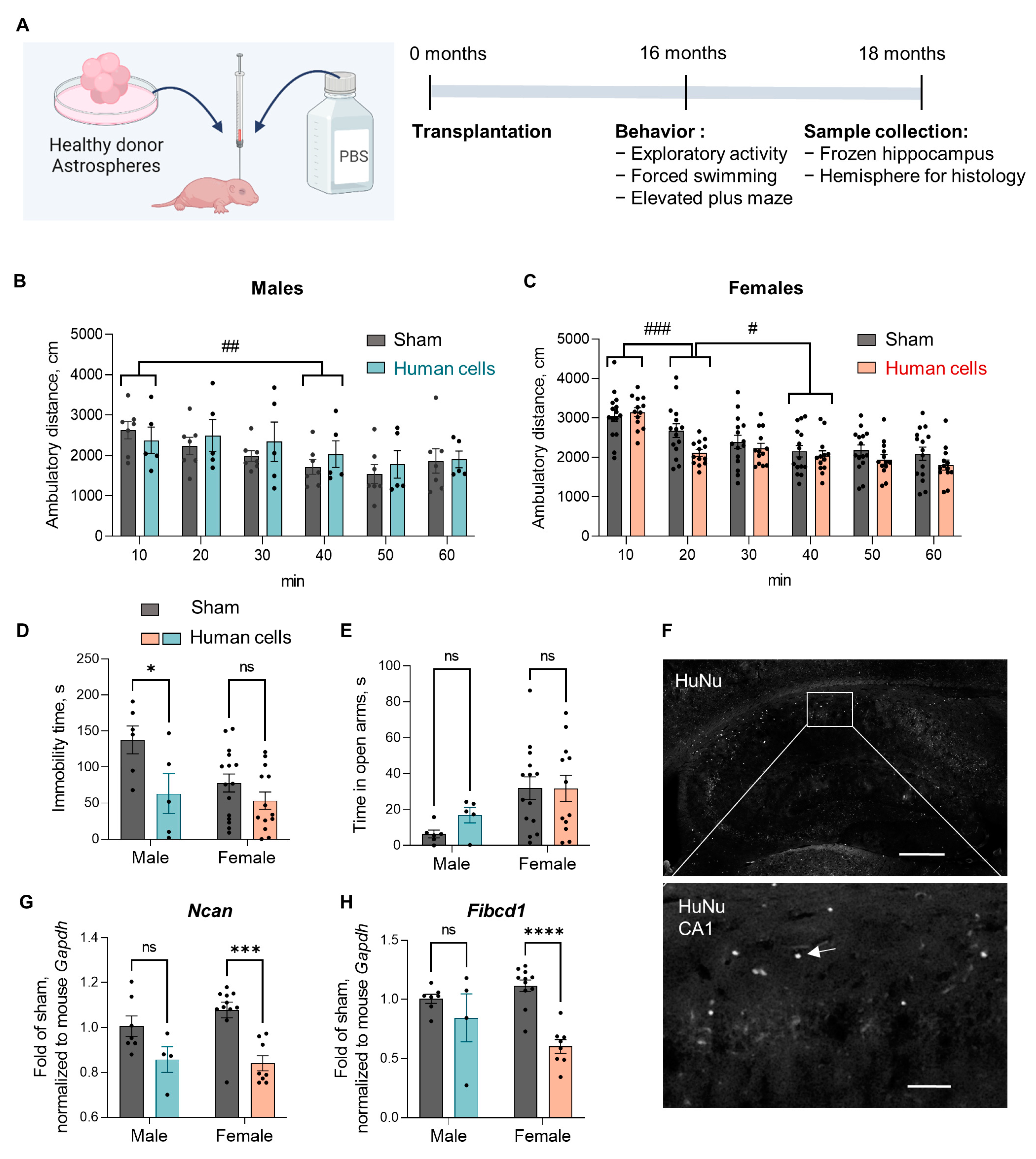 Cells 11 04116 g007 Cells 11 04116 g007