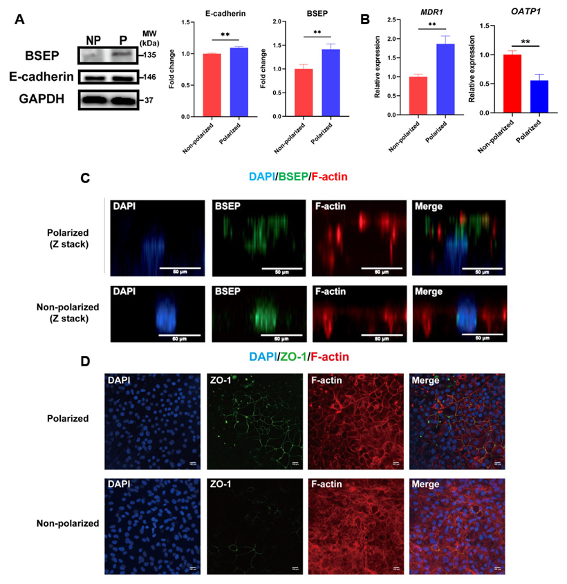 Cells 11 04117 g003 Cells 11 04117 g003