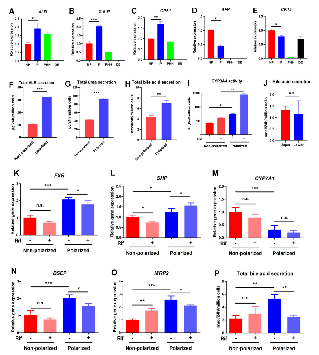 Cells 11 04117 g004 Cells 11 04117 g004