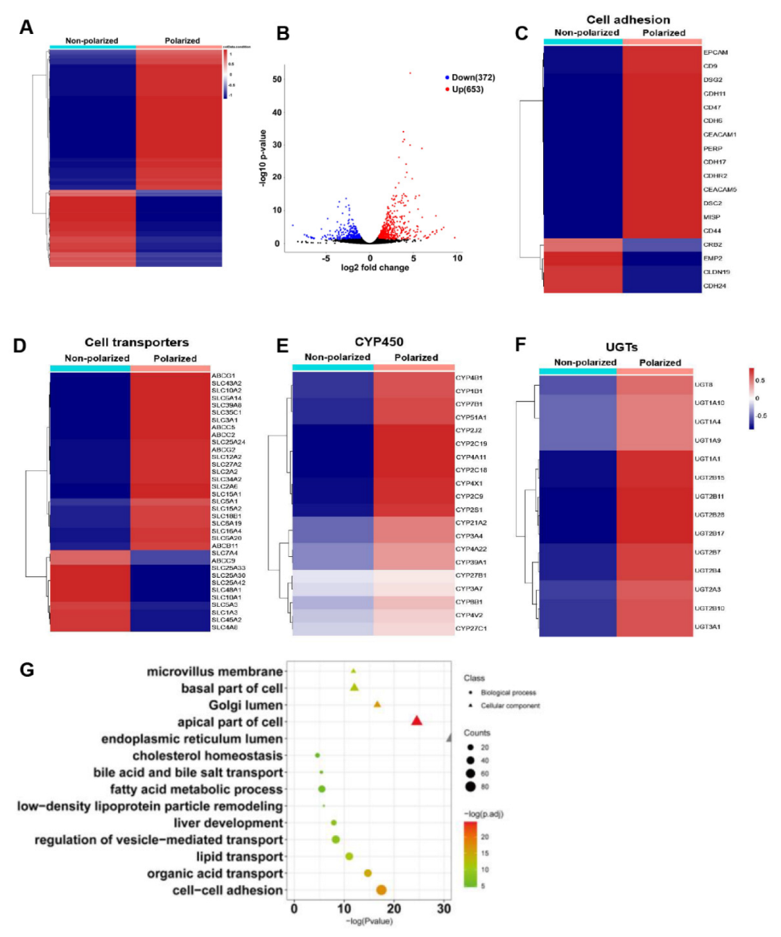 Cells 11 04117 g005 Cells 11 04117 g005