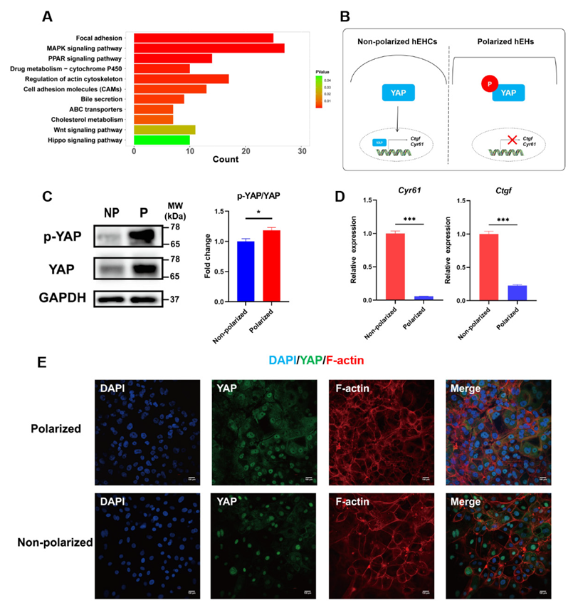 Cells 11 04117 g006 Cells 11 04117 g006
